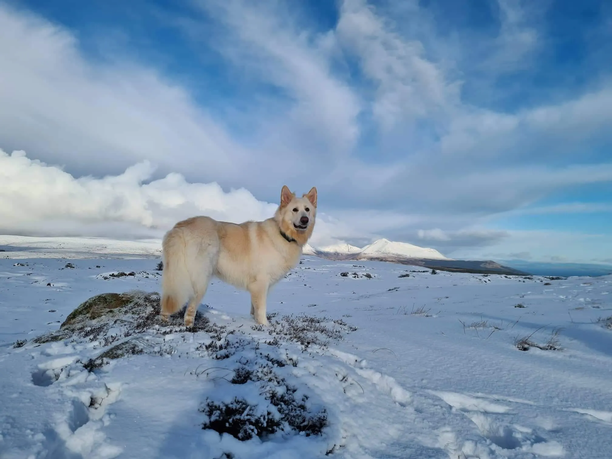 German shepherd
