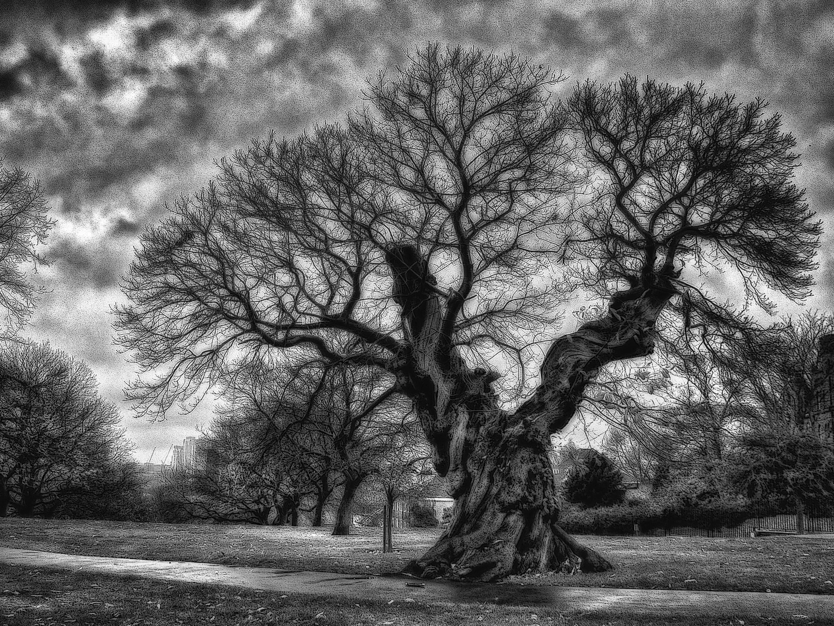 Magnificent Chestnut