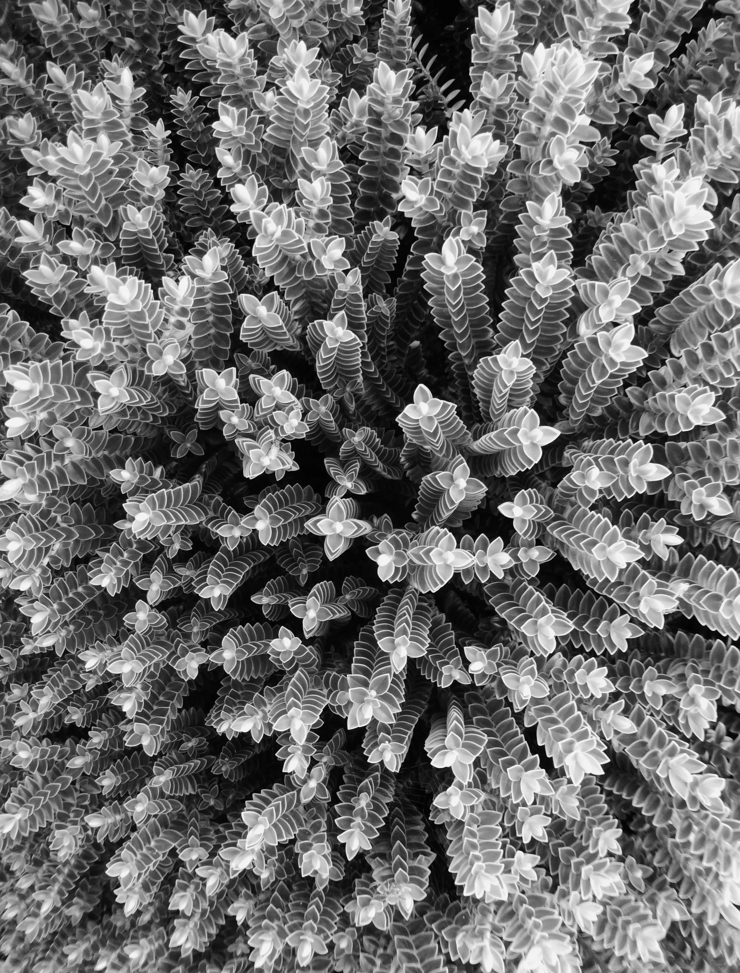 Looking Down on Spiky