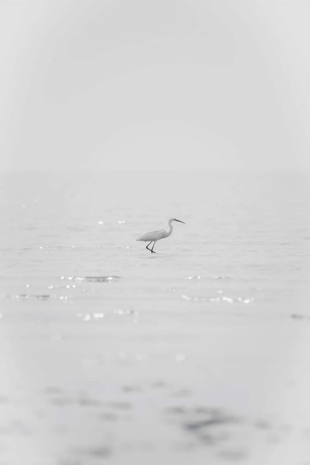 Swan