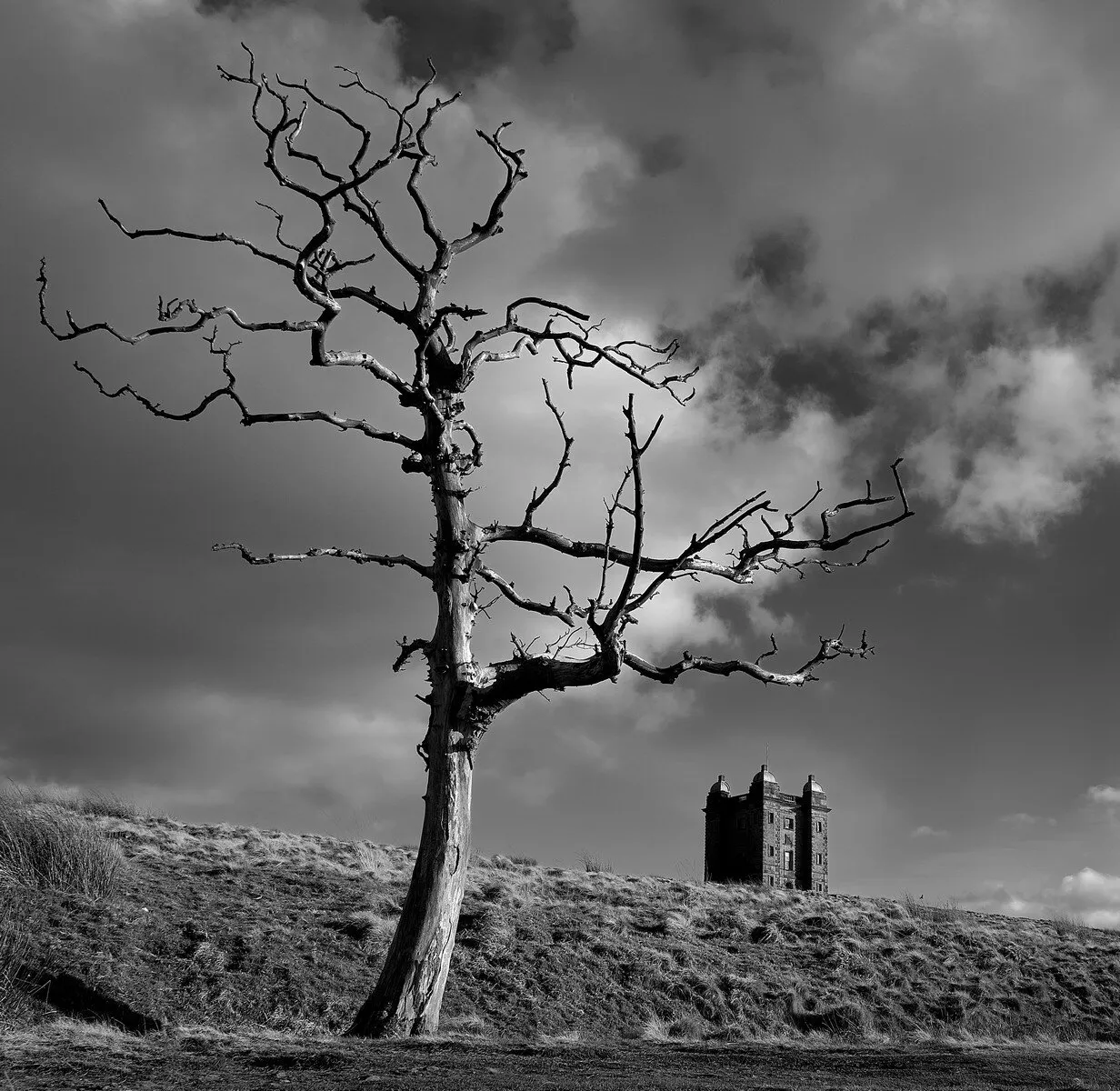 the tree and the cage