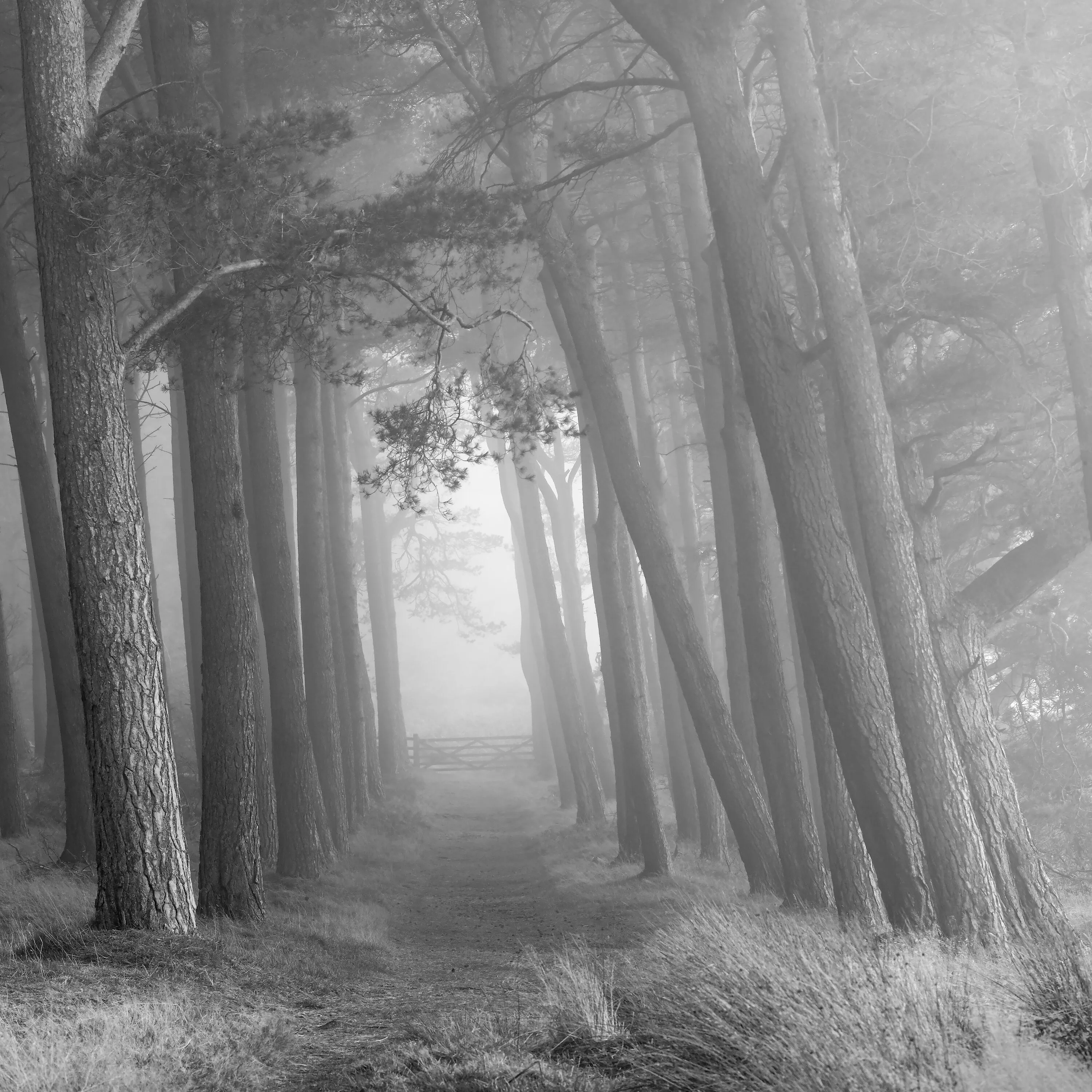 If you go down in the woods.....
