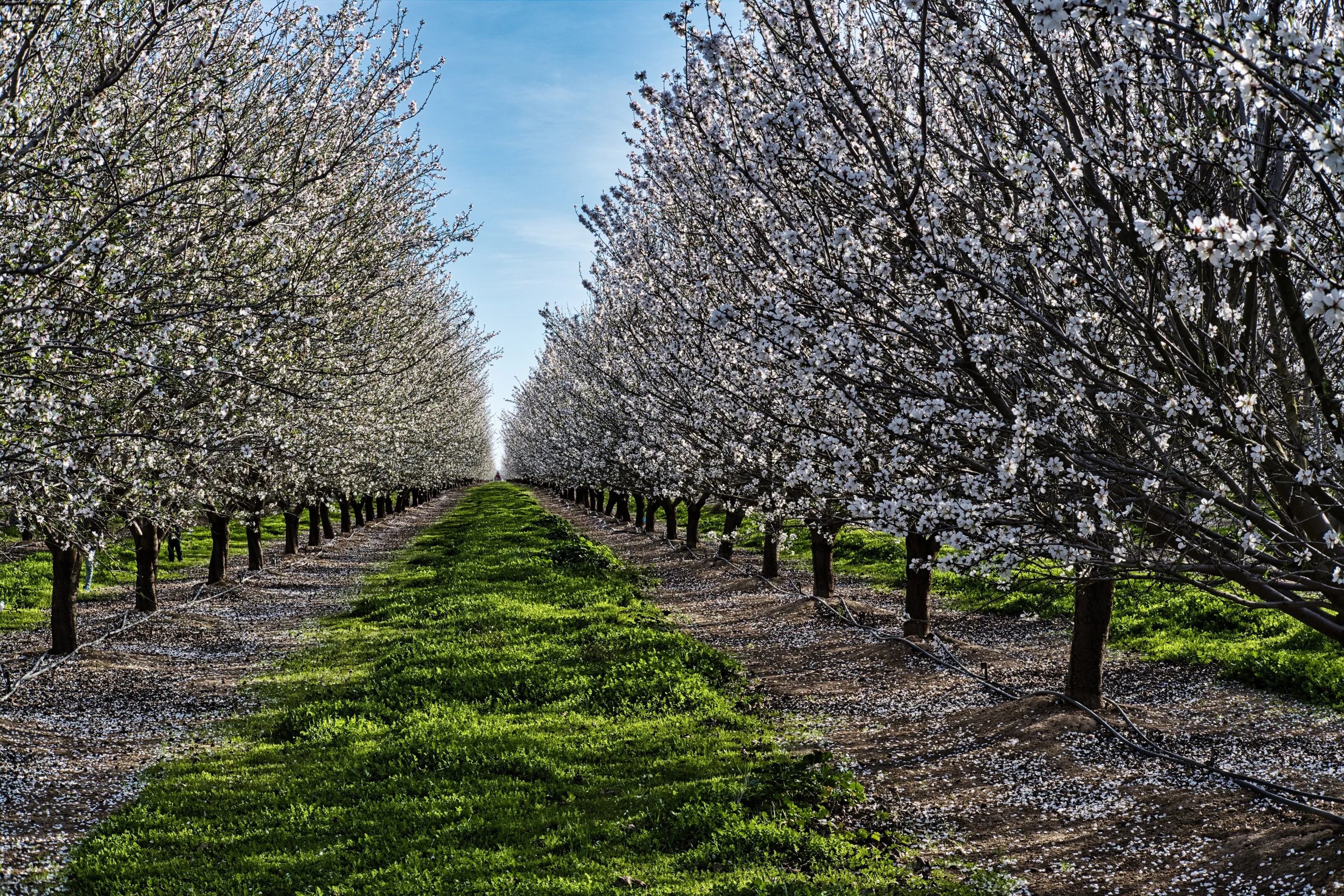 Almond Blossom