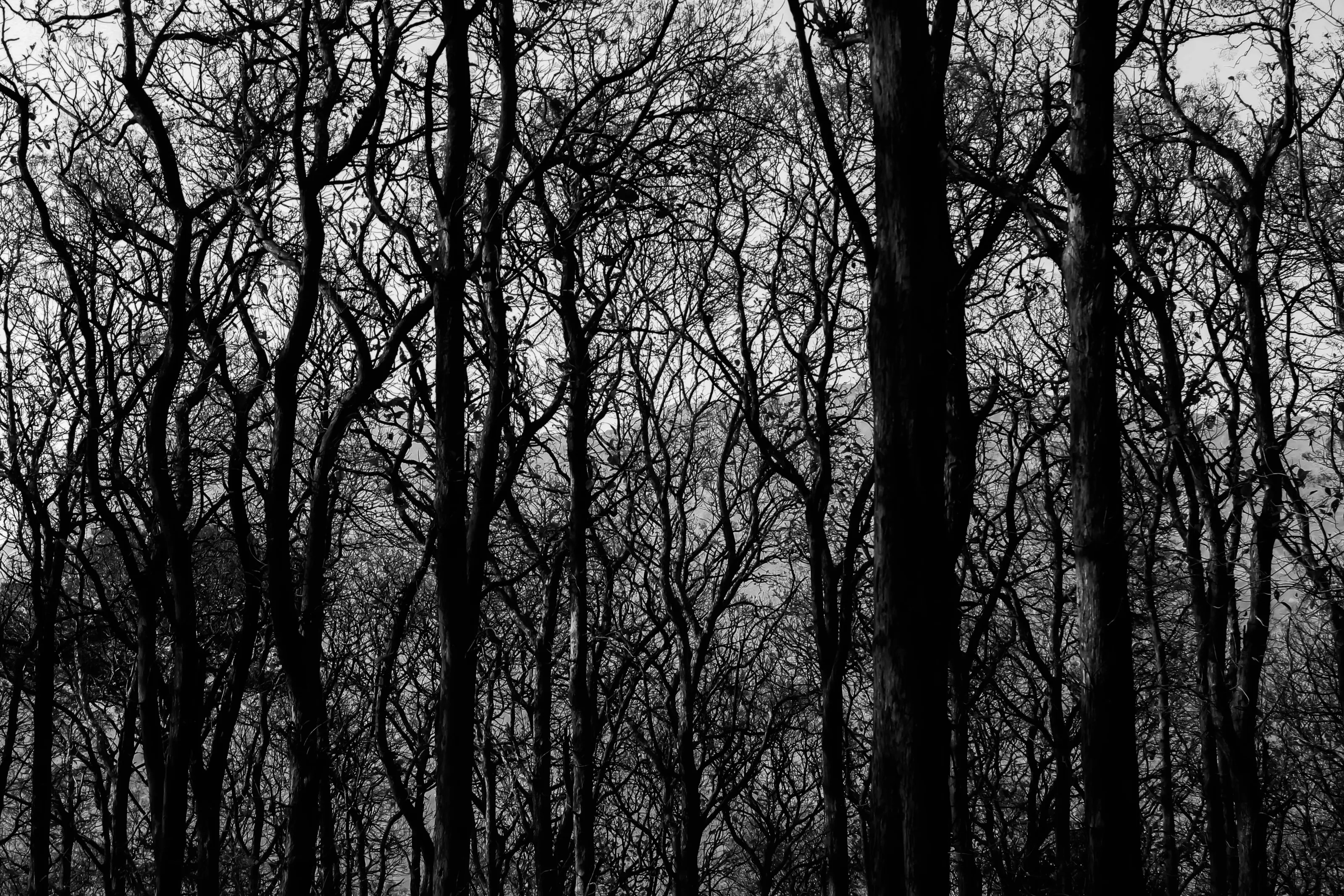 Texture Of Tress