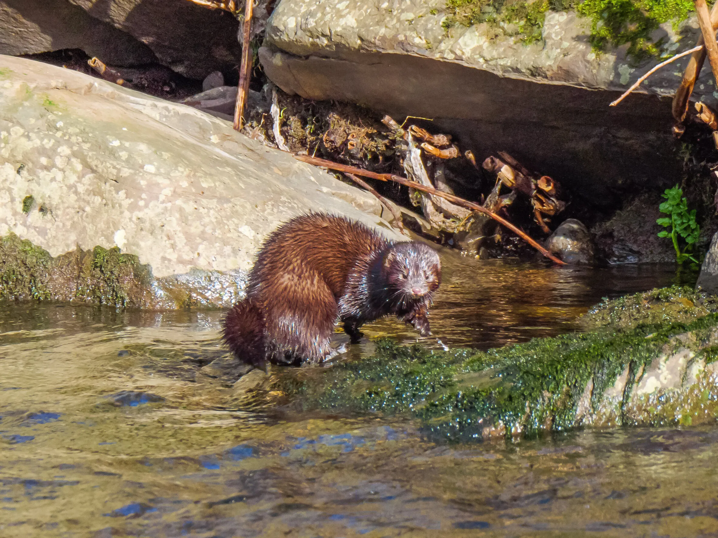 welsh mink