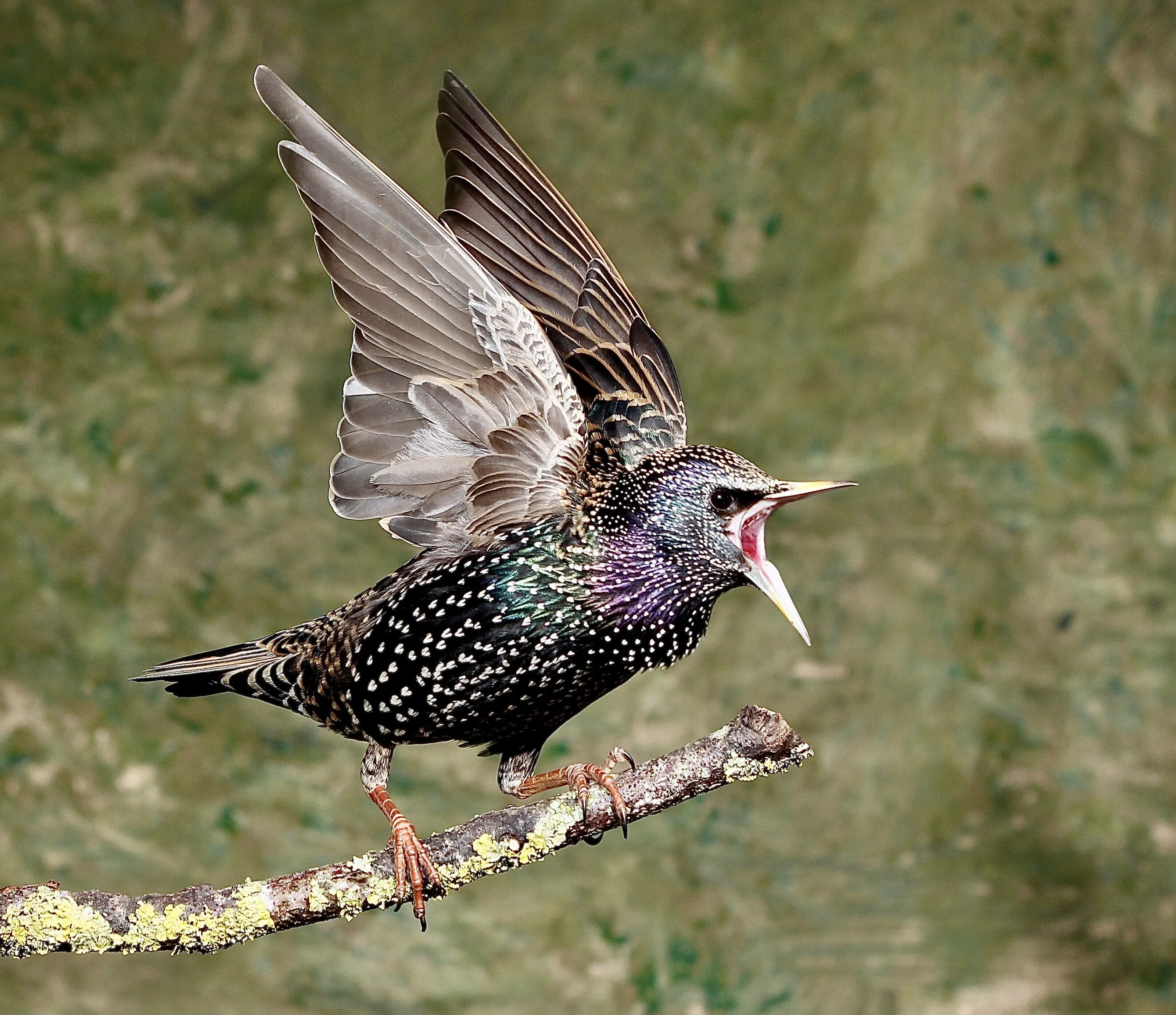 Starling aggro