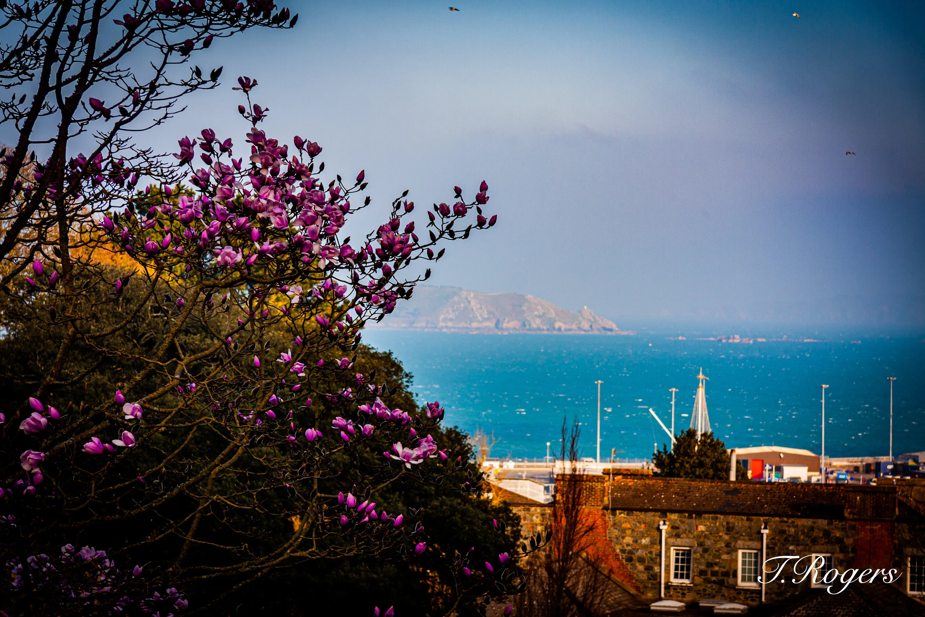Blossom view