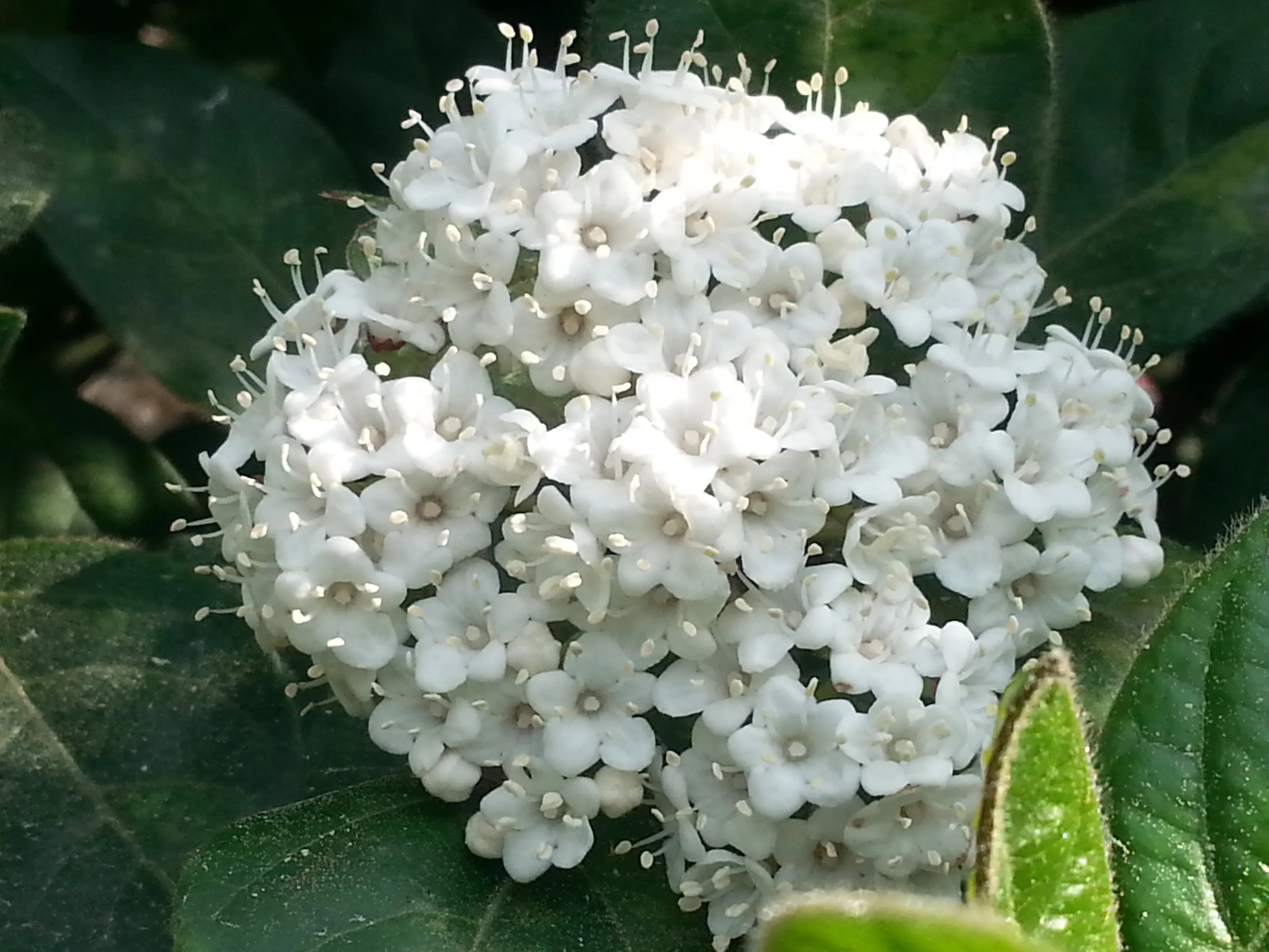 bloom