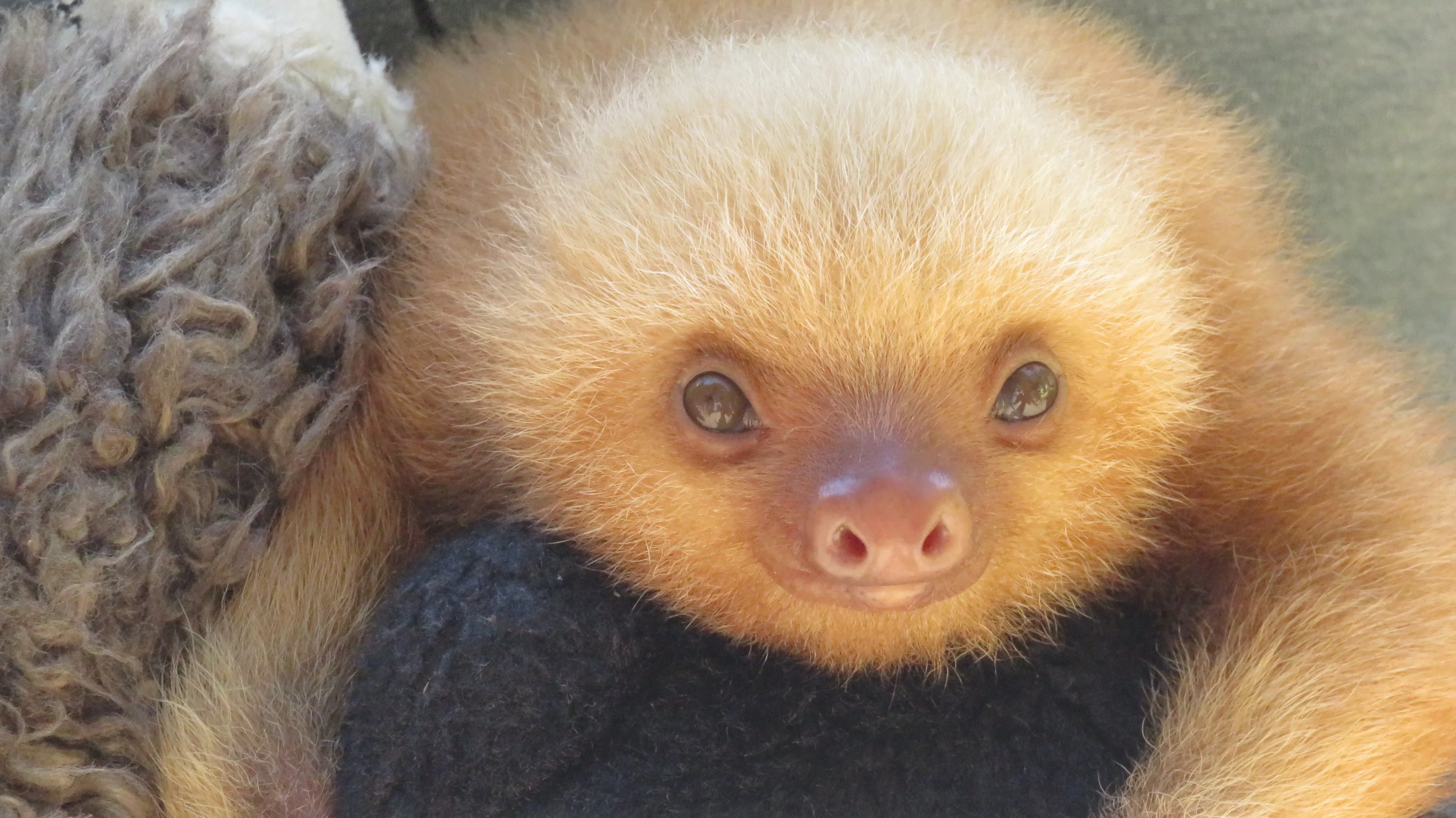 Baby sloth