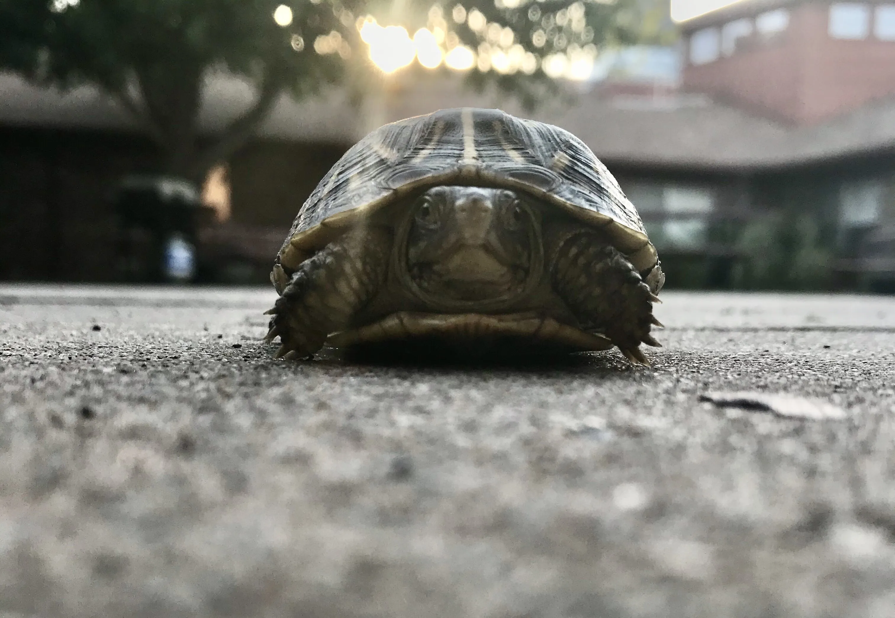 Turtle