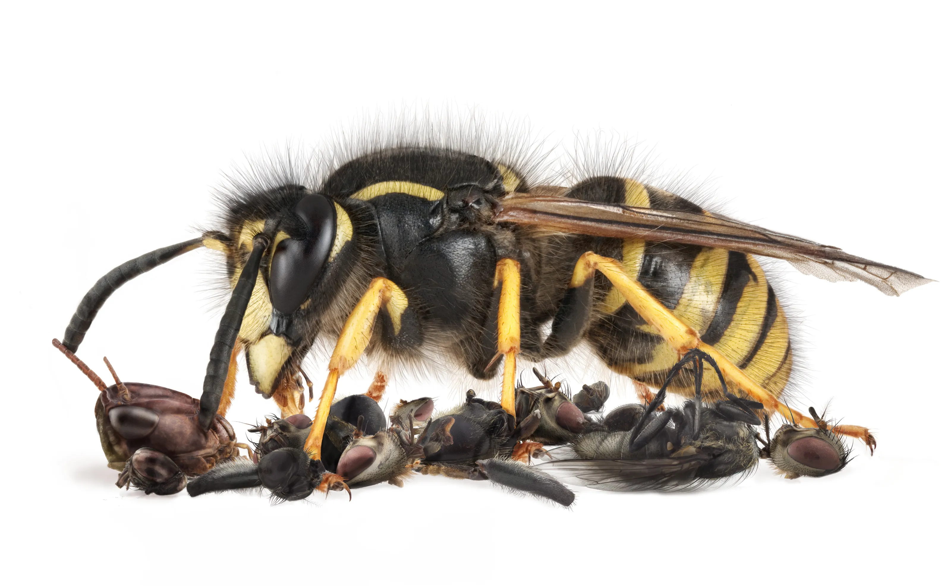 wasp Still Life