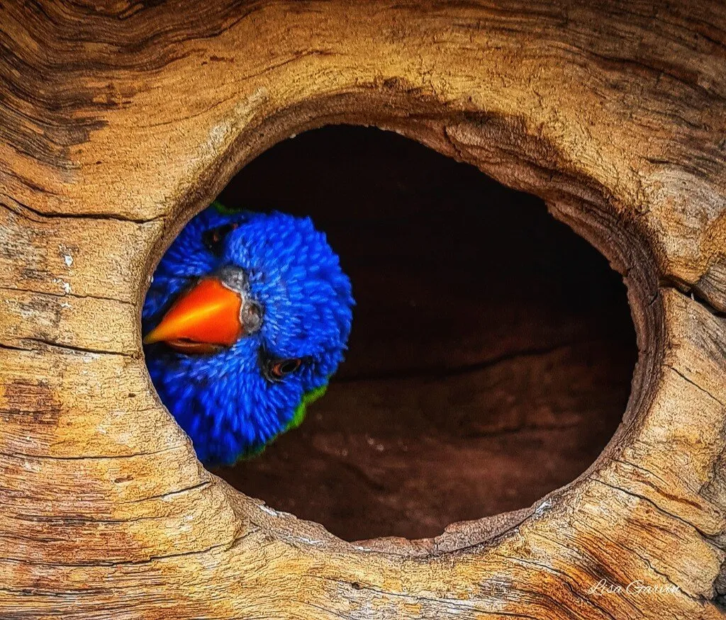 Peek-a-boo