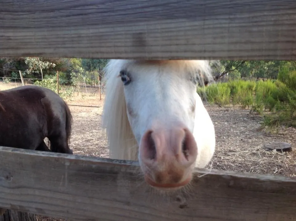 Peekaboo
