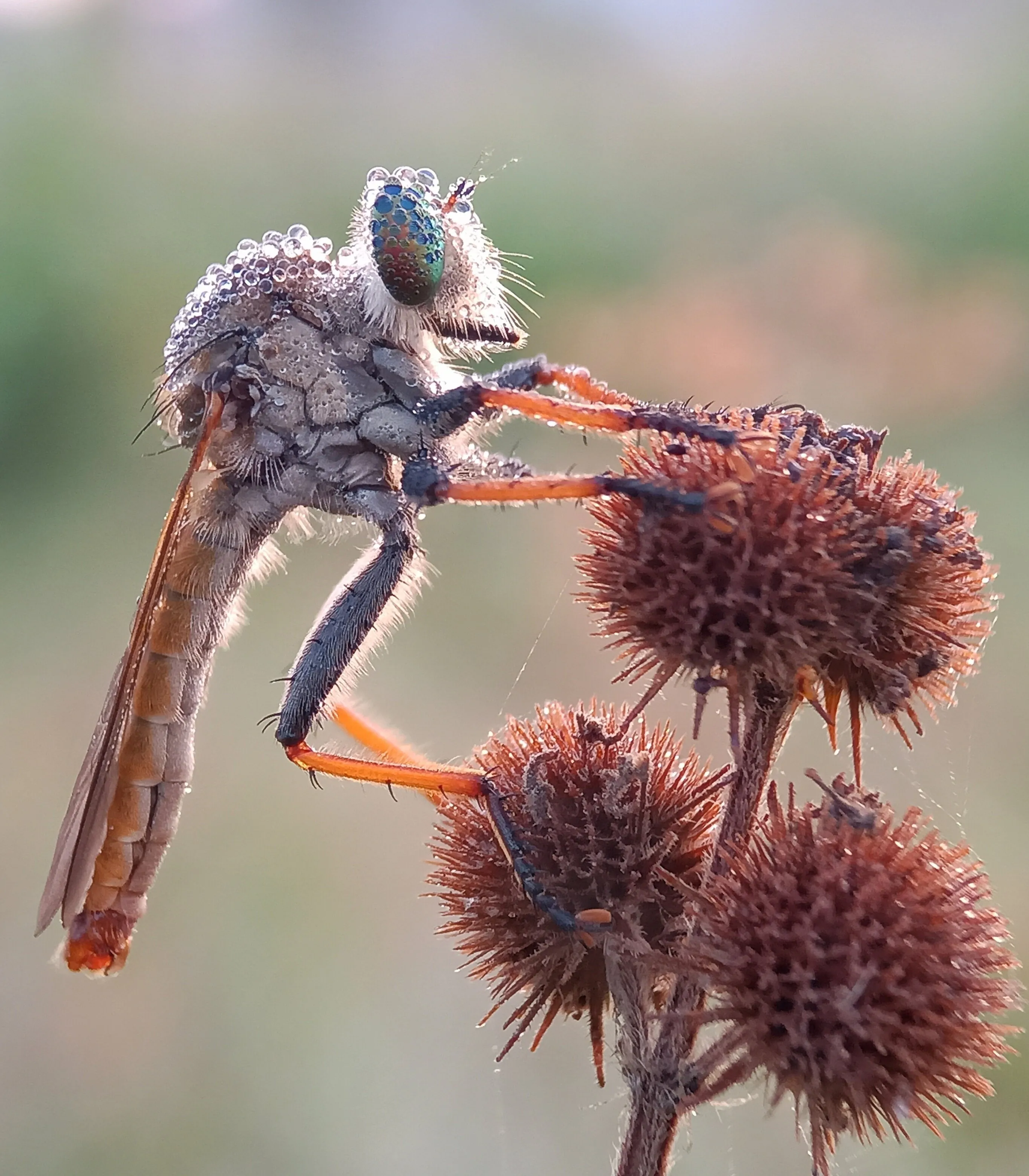 Asilidae