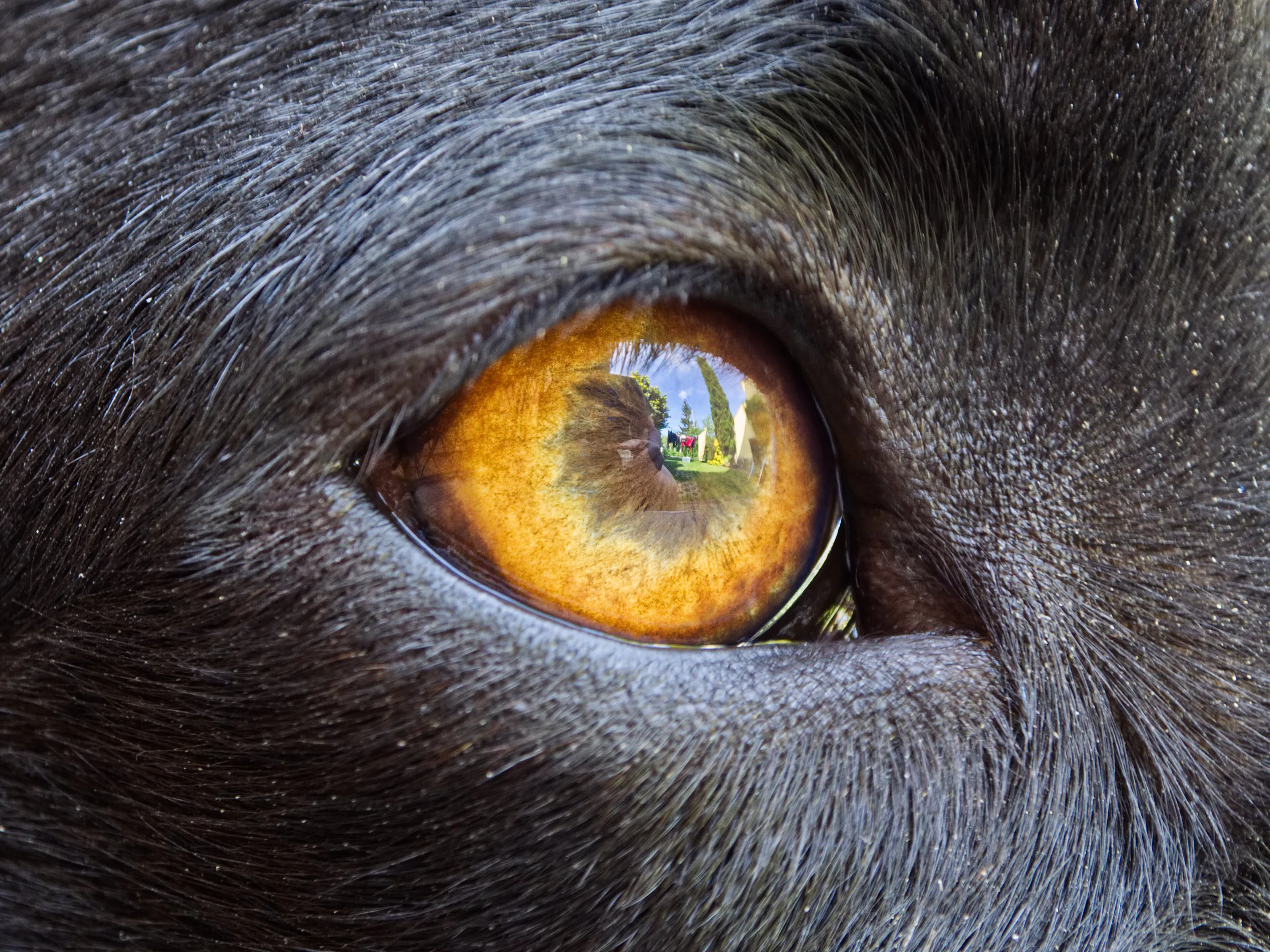 Dog eye