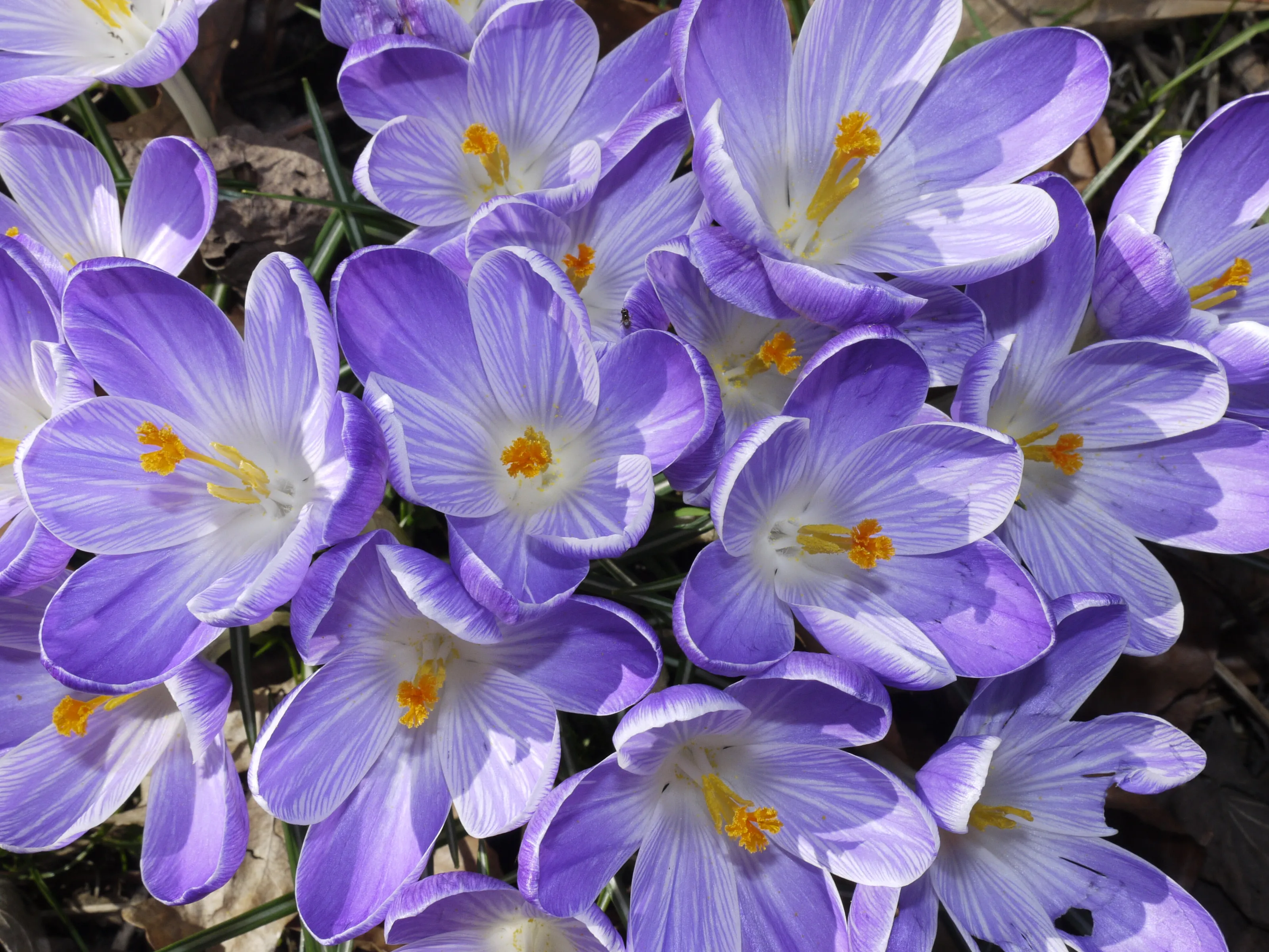 Crocuses