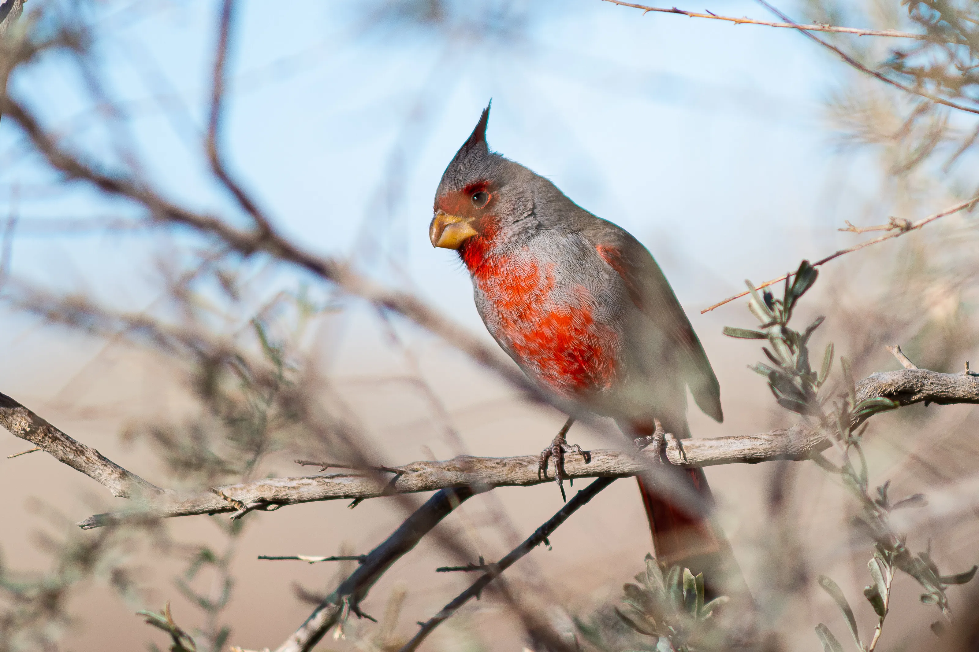 A Perky Pyrrhuloxia
