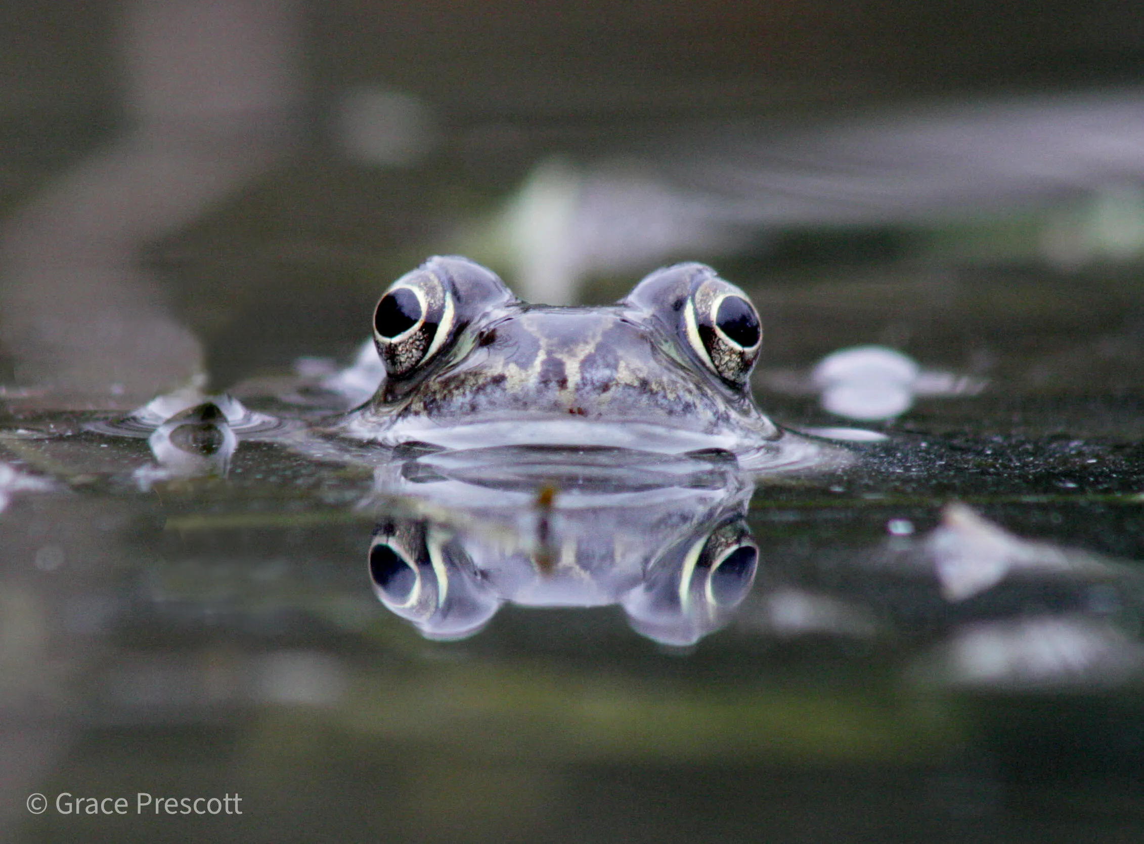 Peeping Frog
