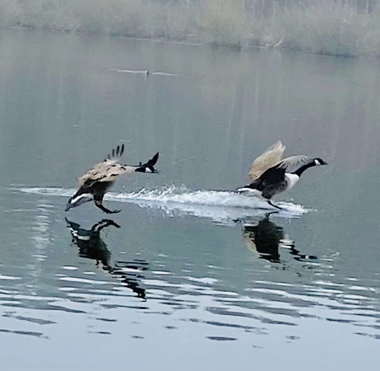 Flight on Basingstoke canal😍