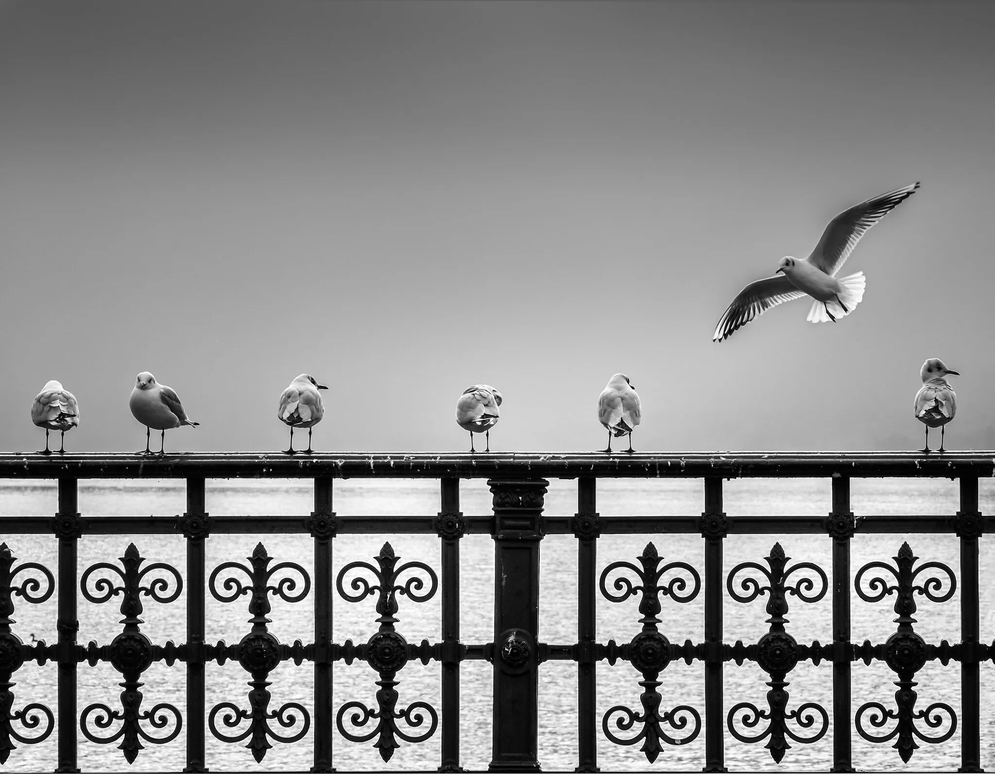 THE SHOW-OFF