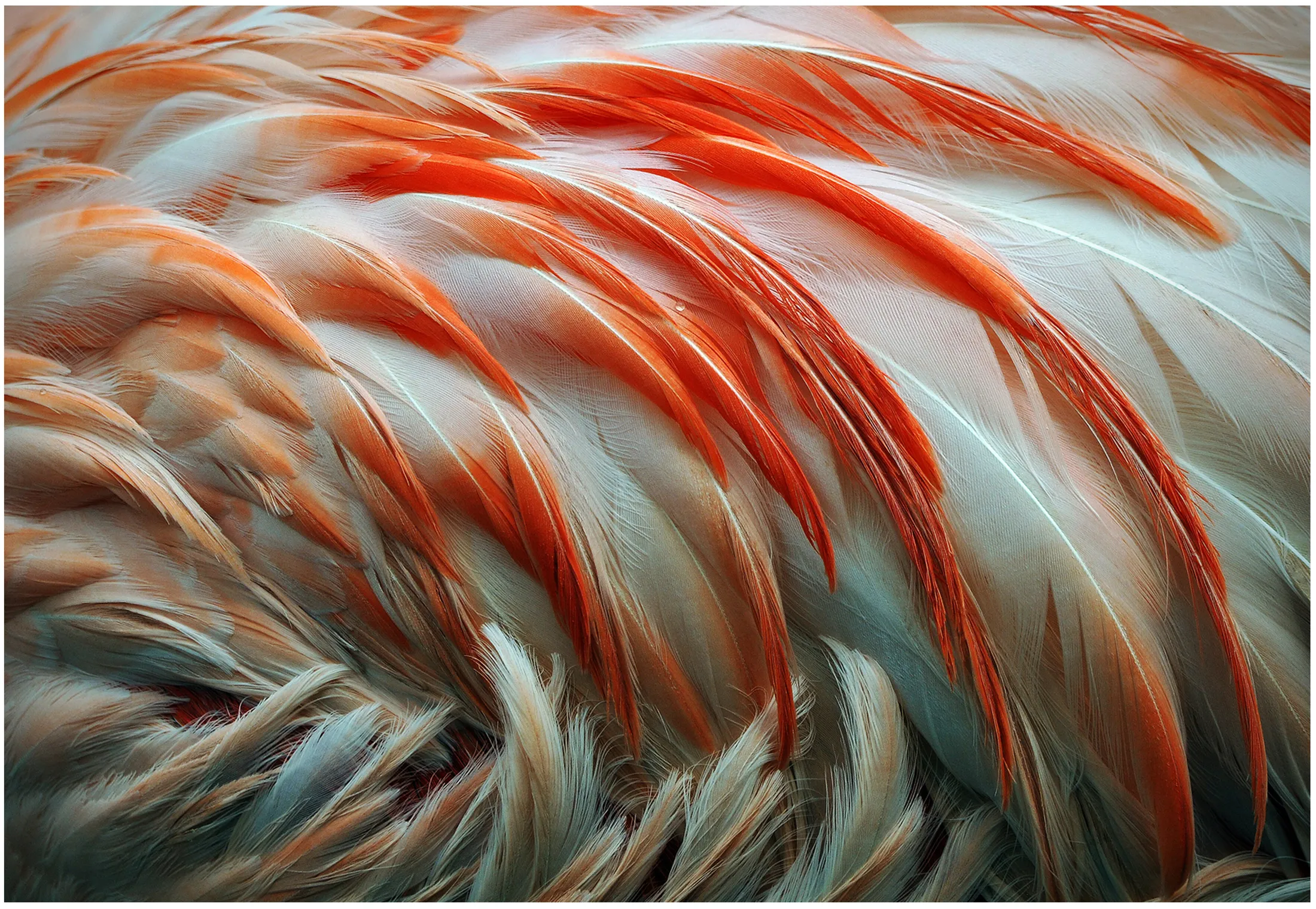 Flamingo Feathers