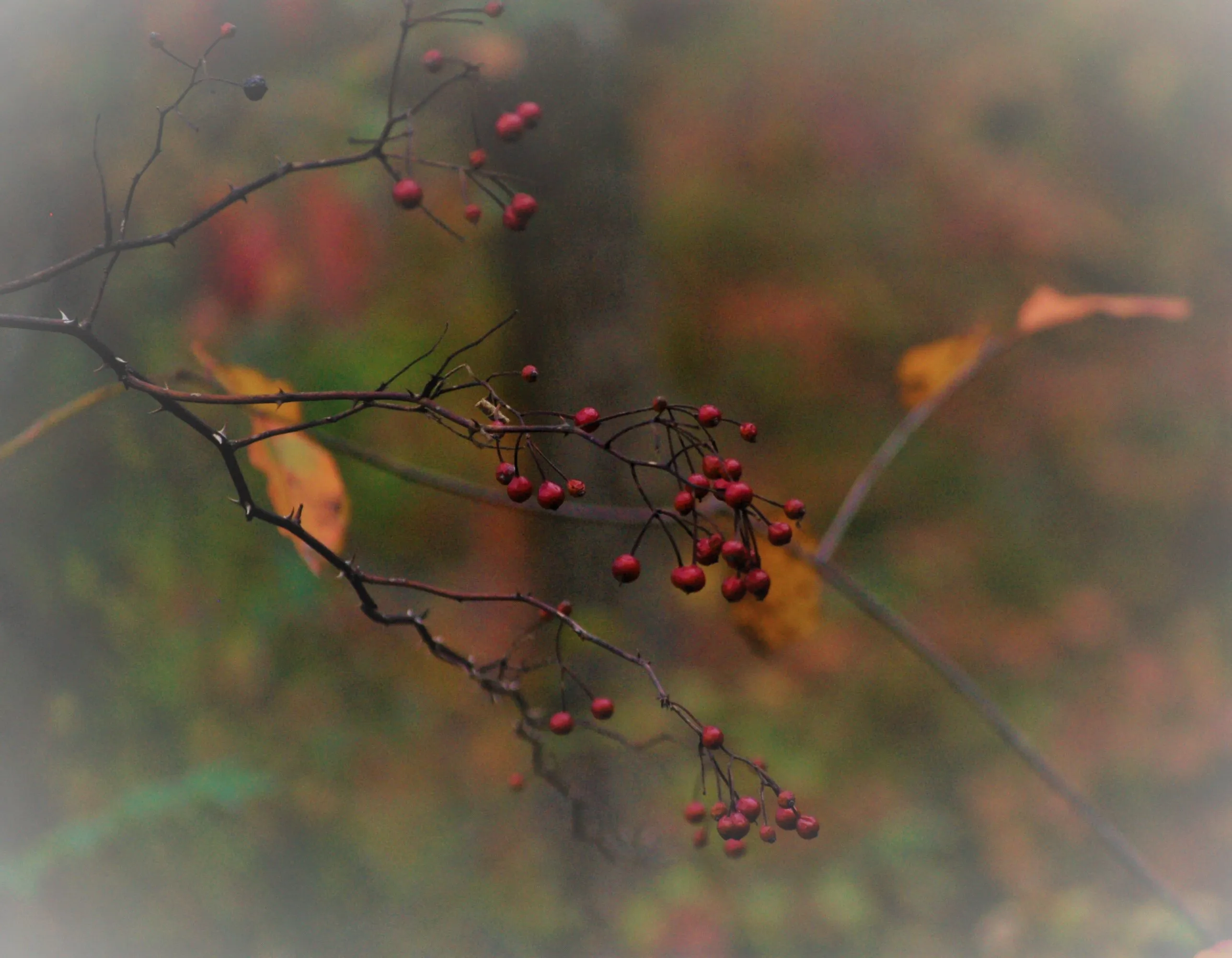Winter Fruits