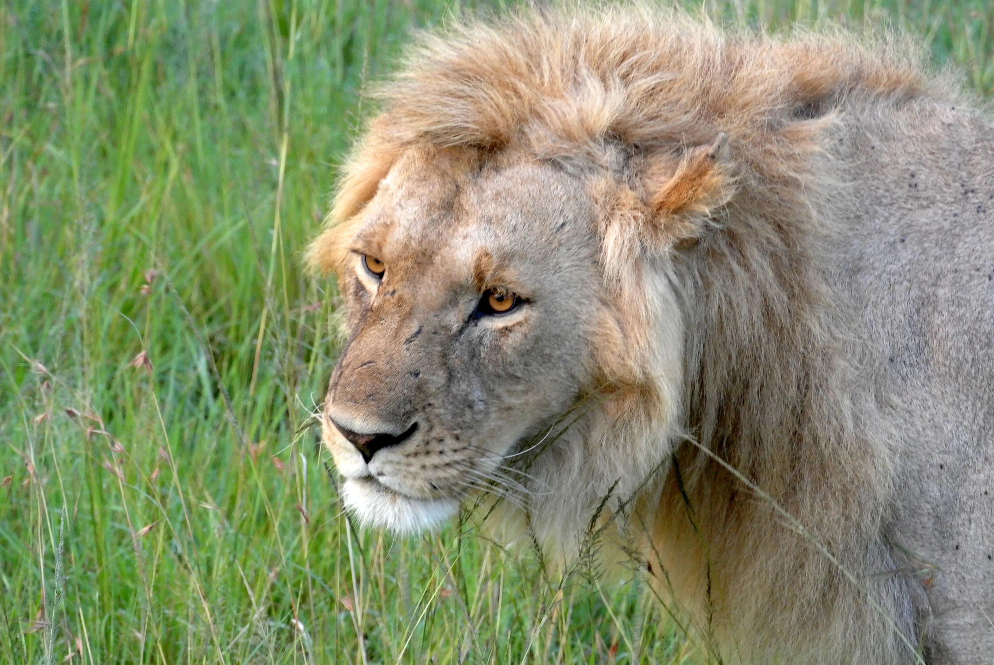 Lion