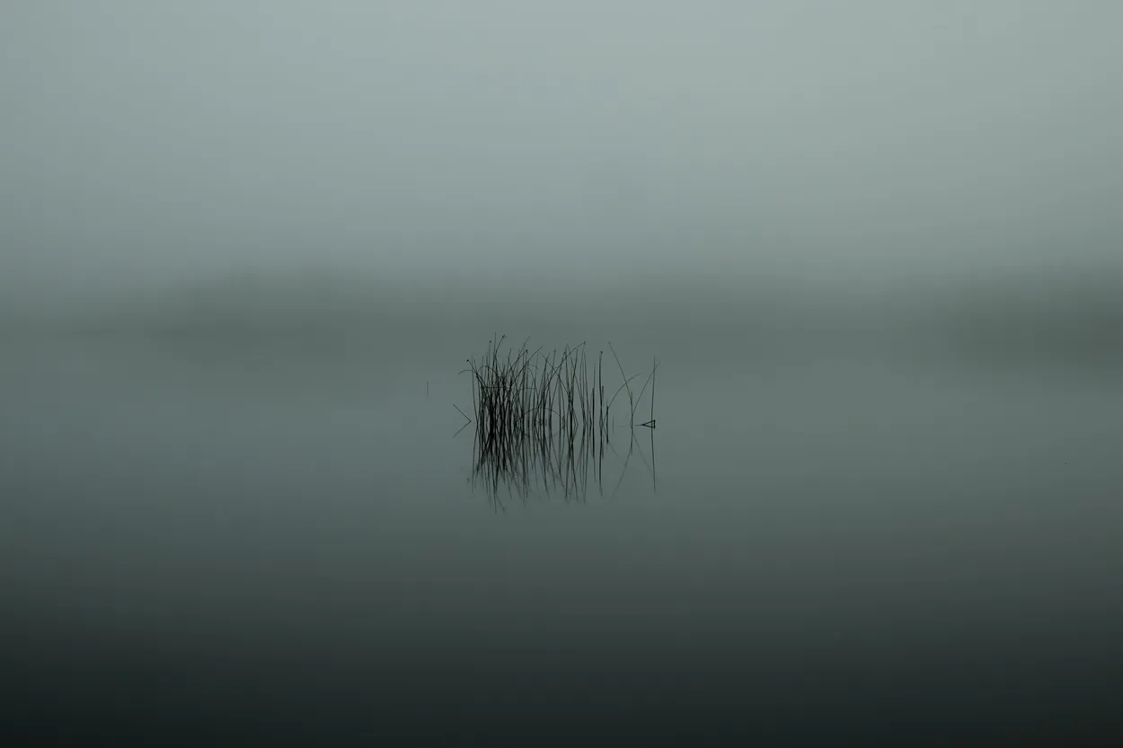 Reeds