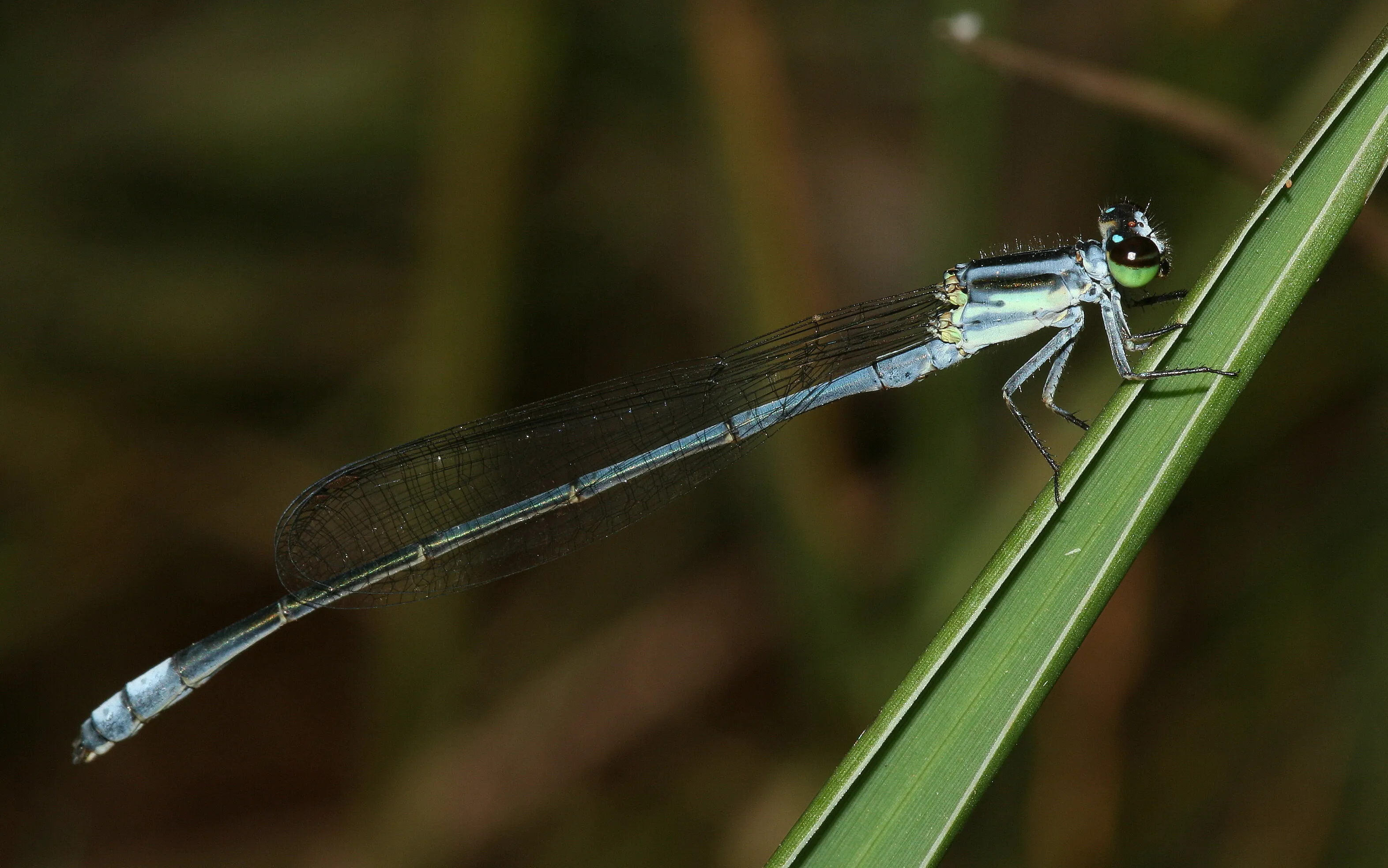 Blue damsel