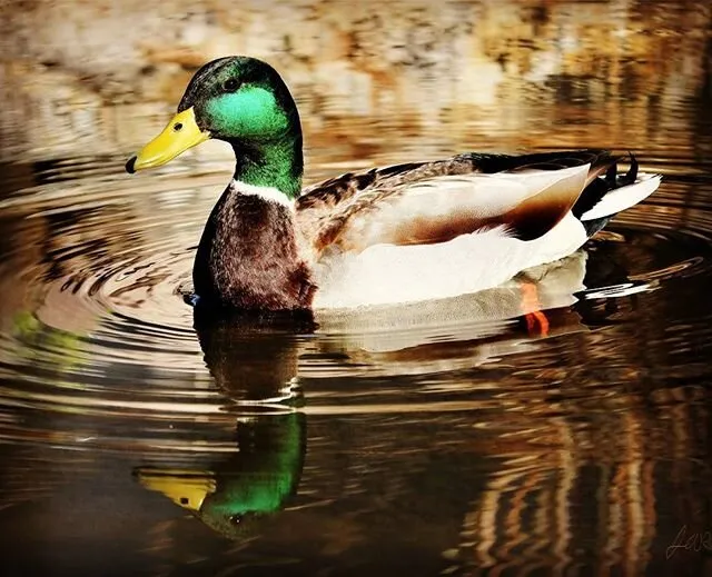 Duck Photography