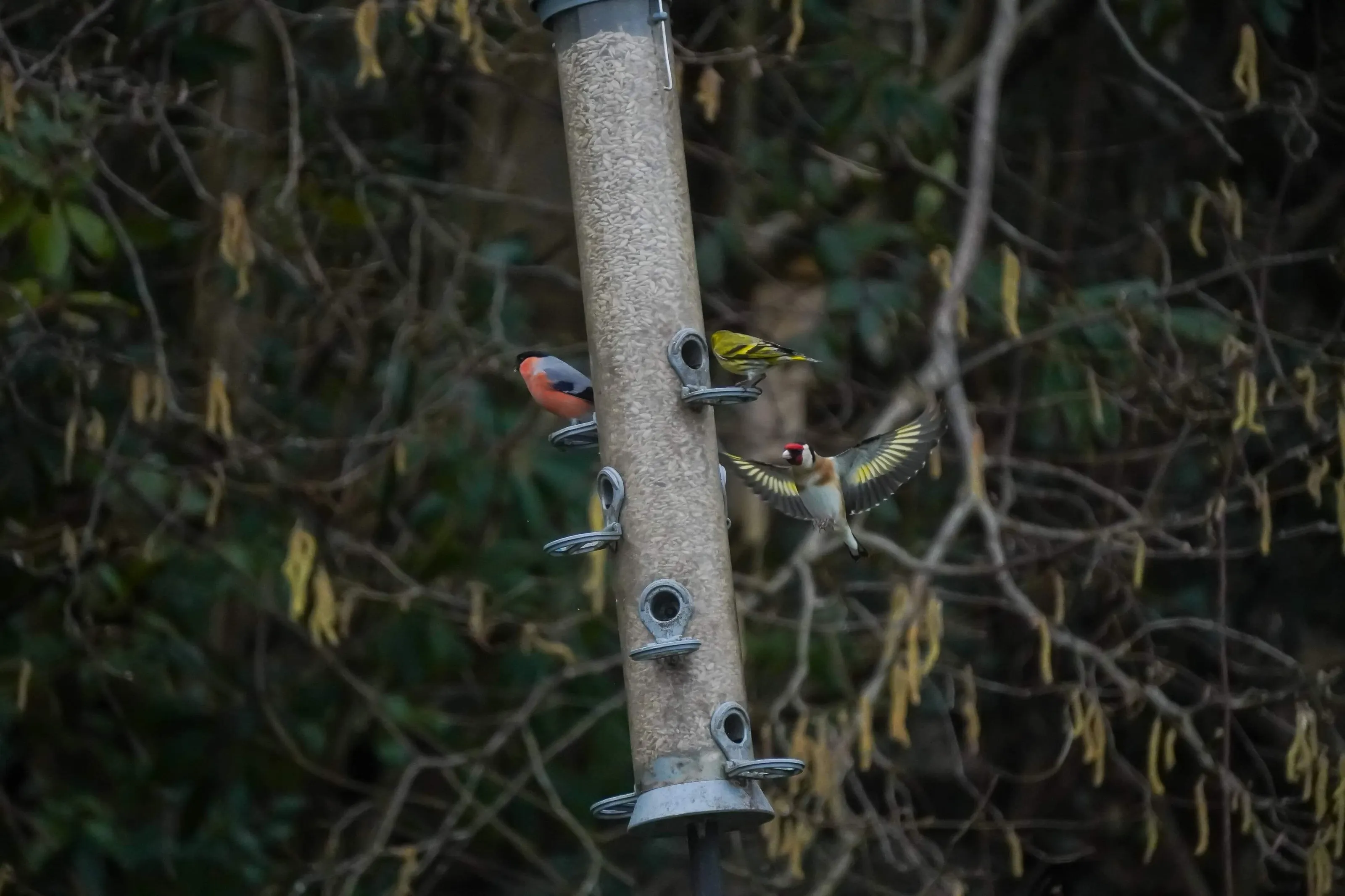 Garden birds on feeder