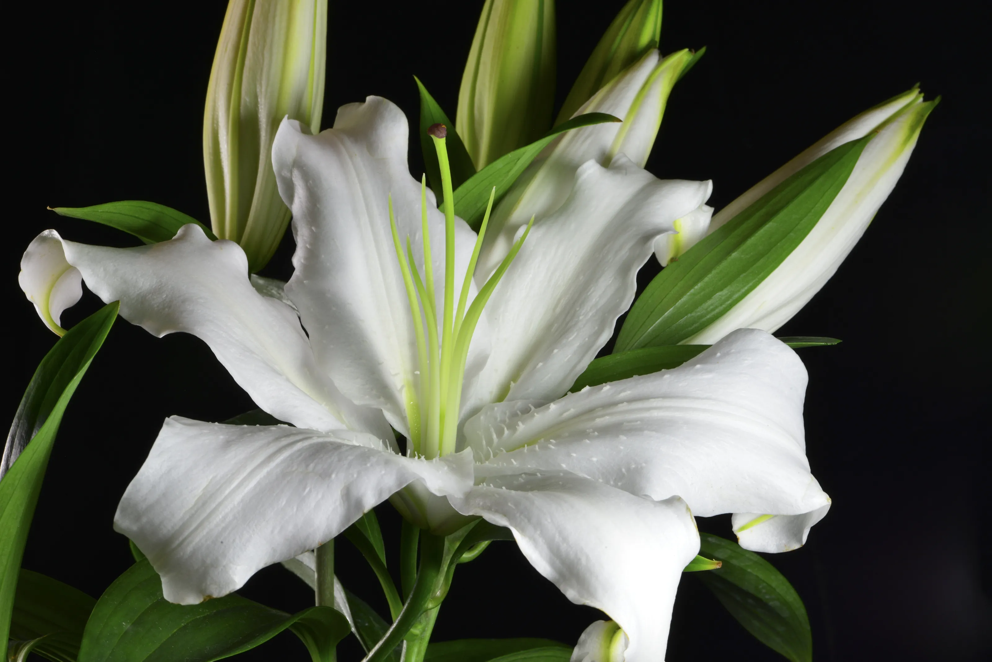 White Lily