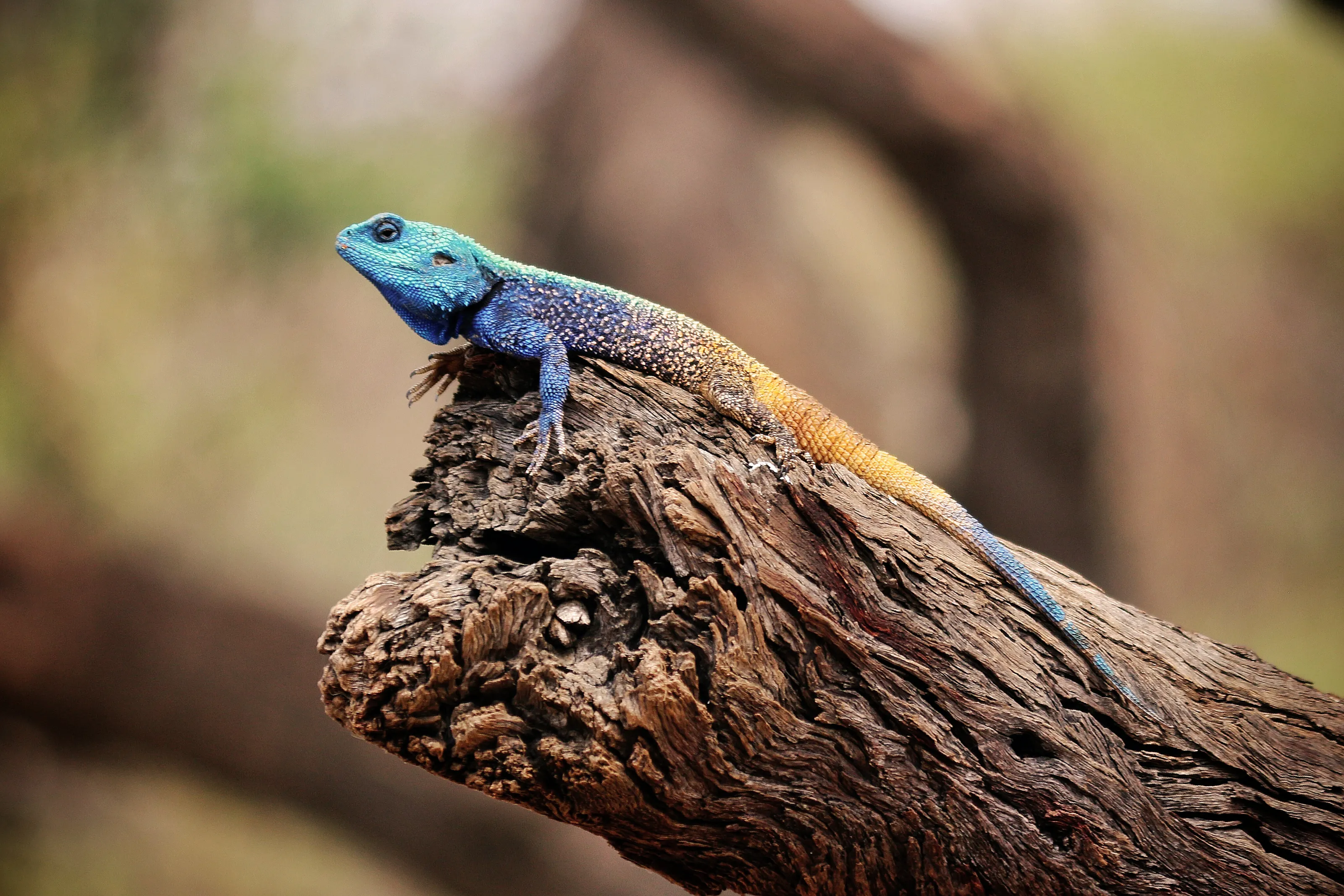 Blue head lizard