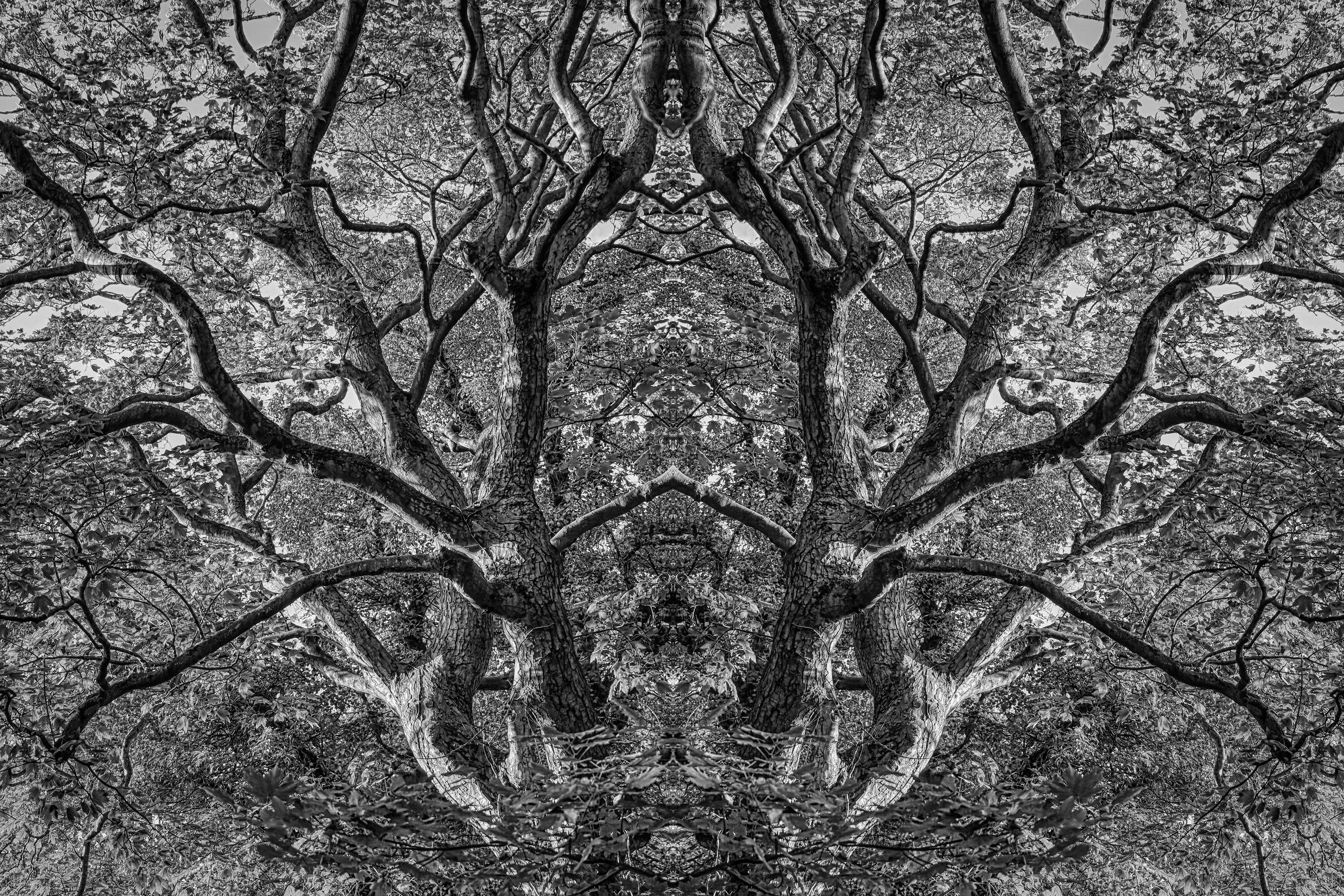 Forever Entwined
