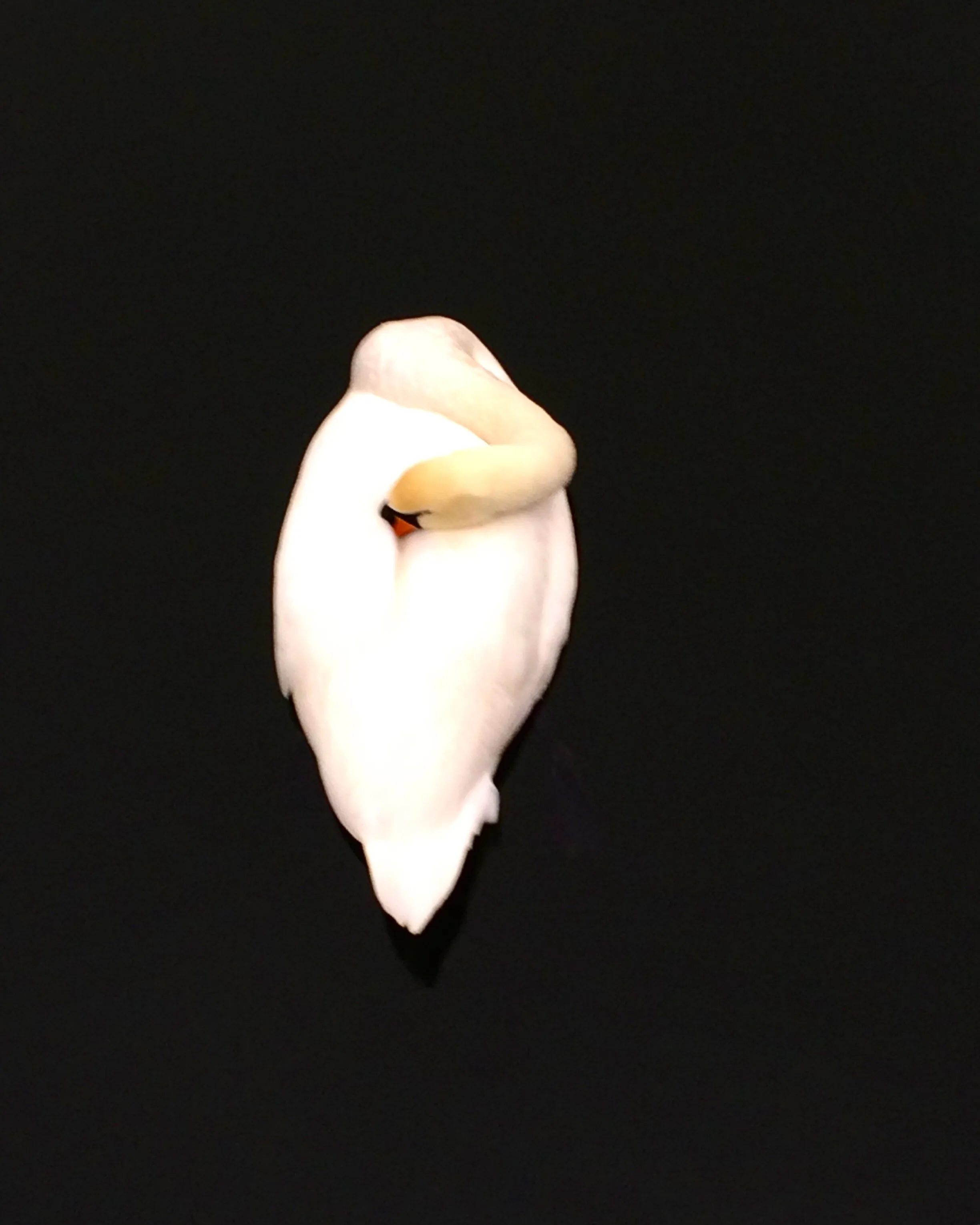 The Swan on a nap