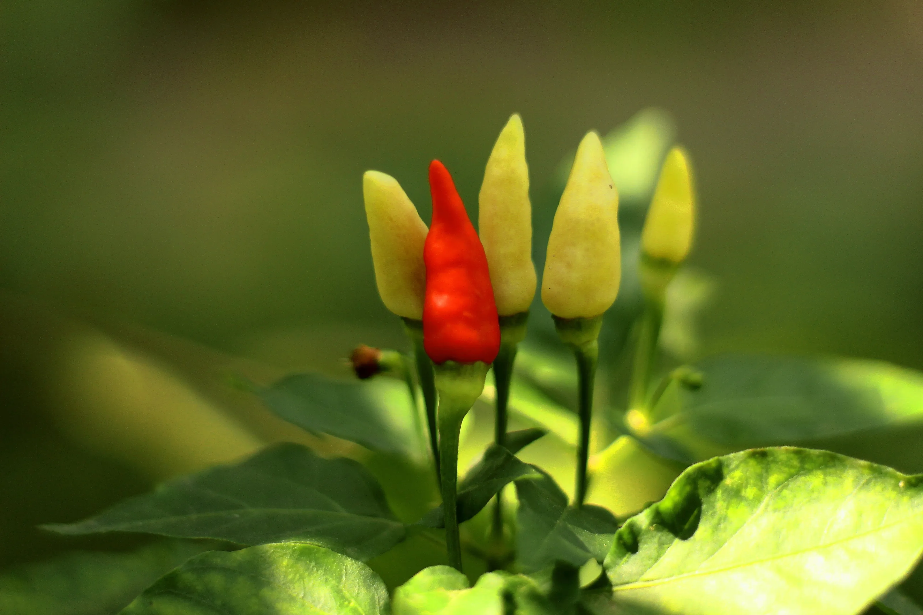 Hottest Chillies