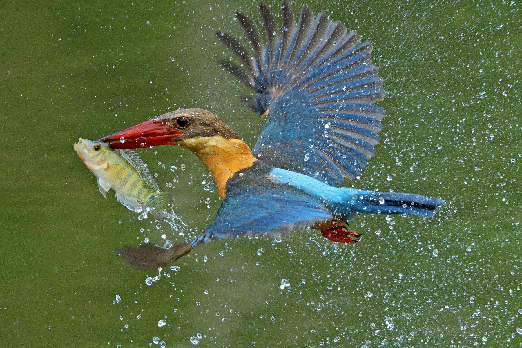 The catch