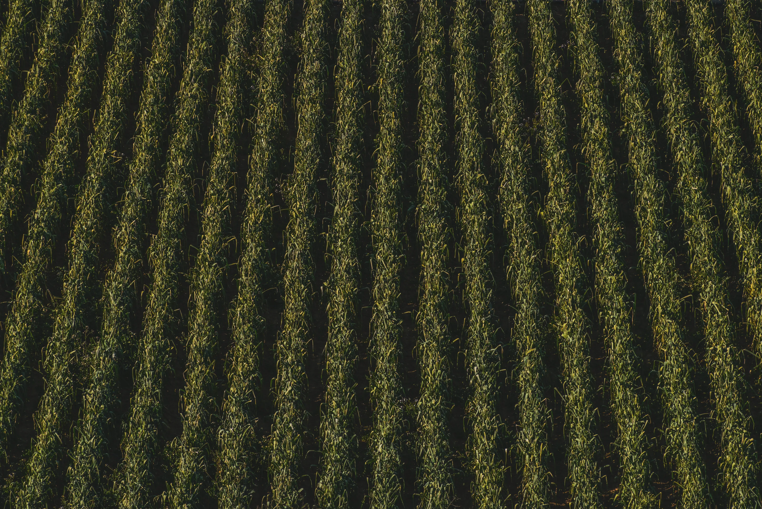 Fields