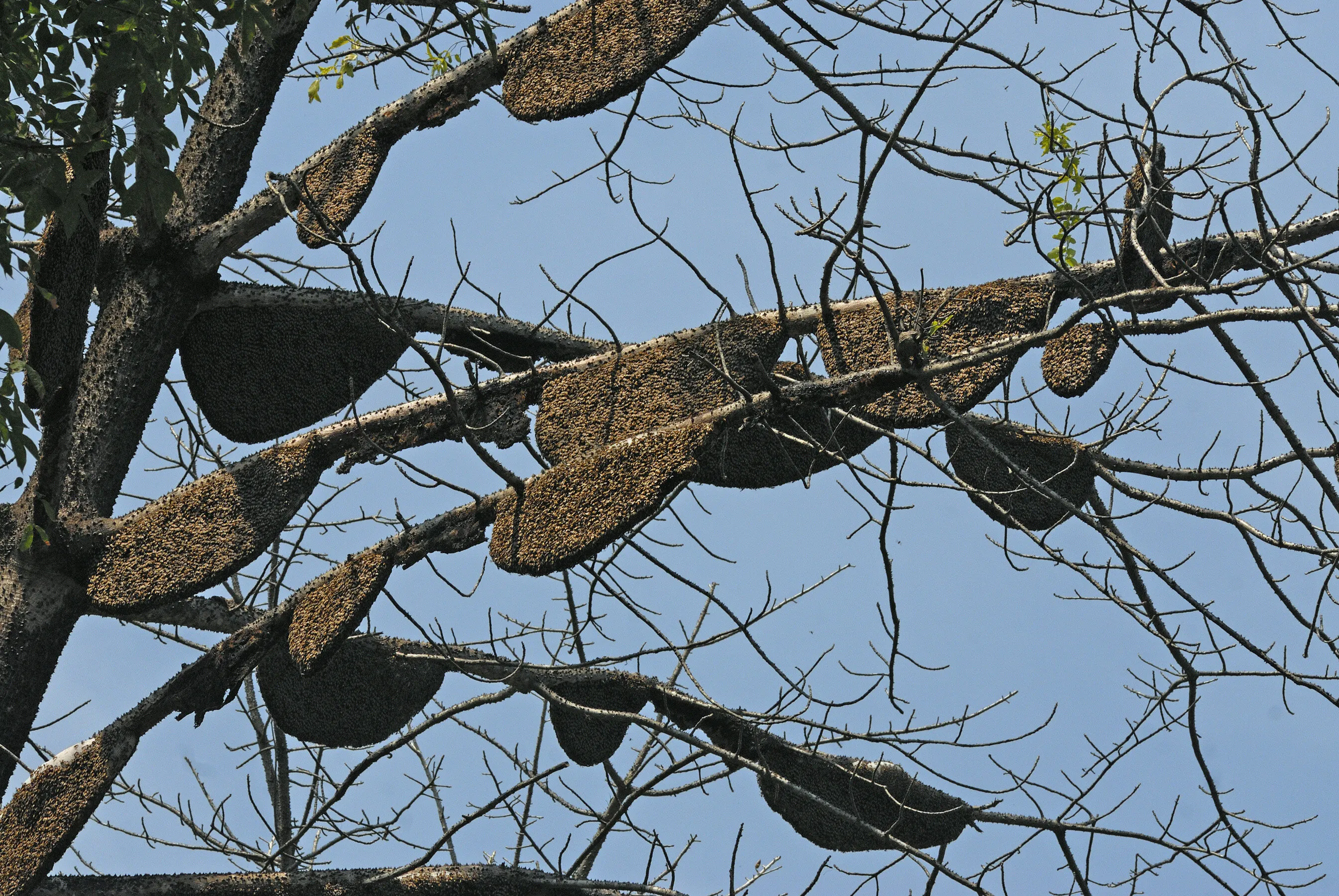 Bee swarm