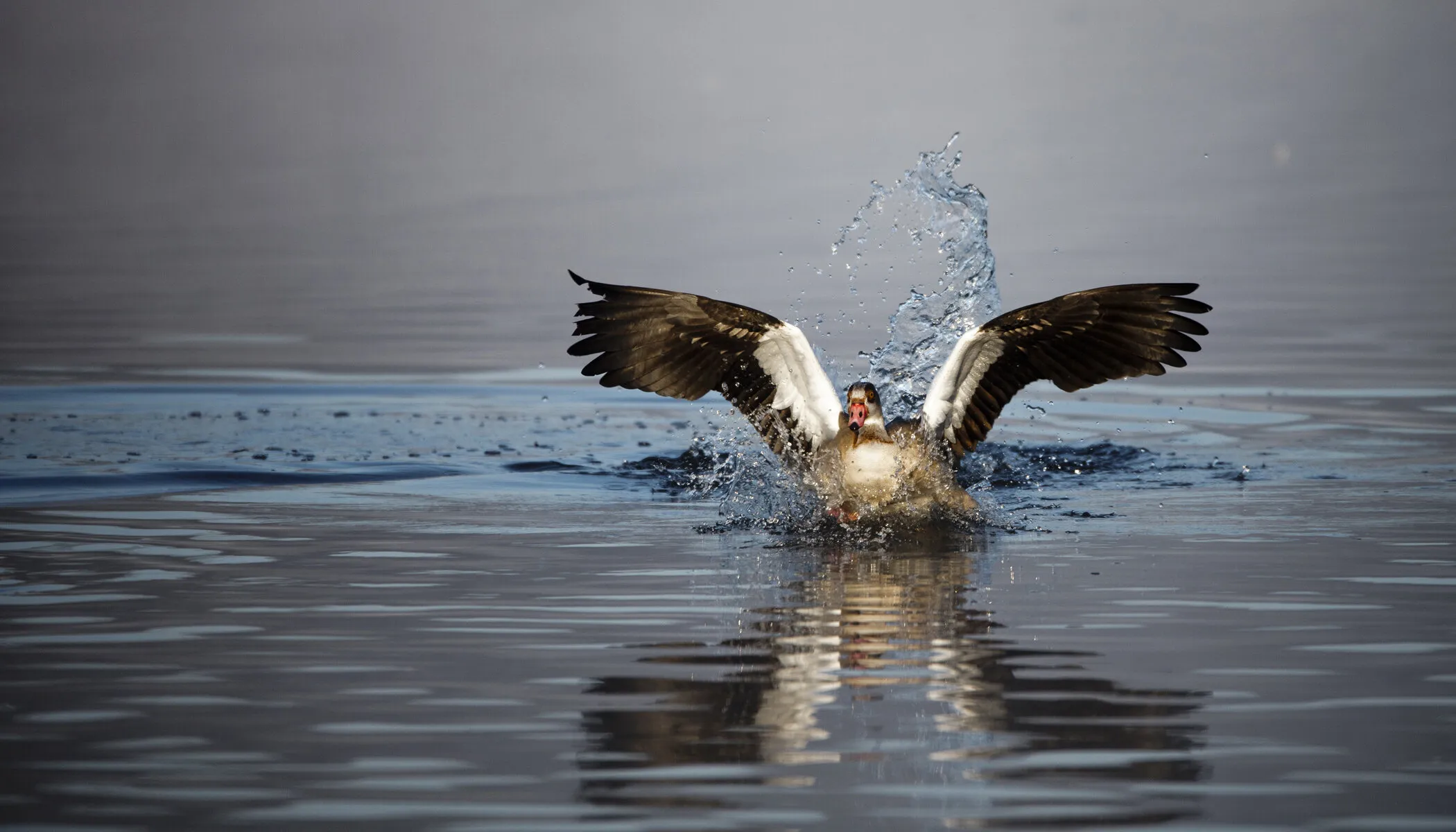 Making a splash
