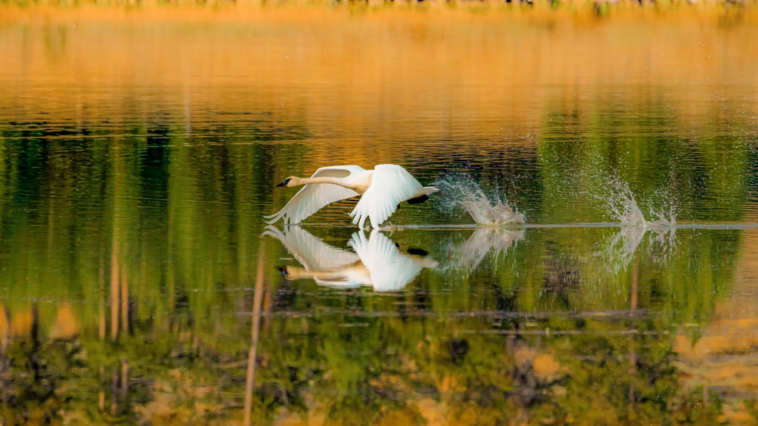 Swan Lake Dance