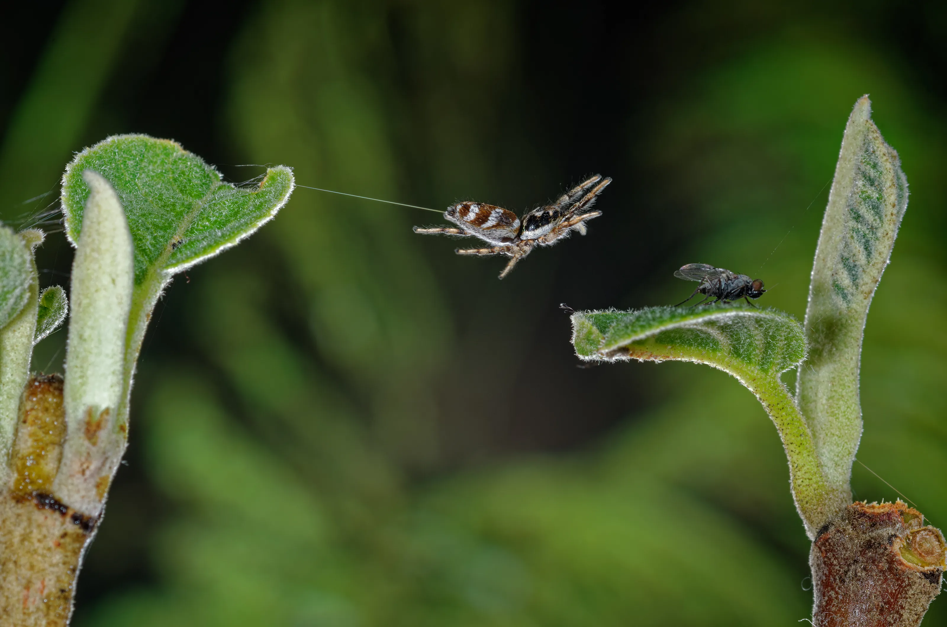 The last millisecond of the fly
