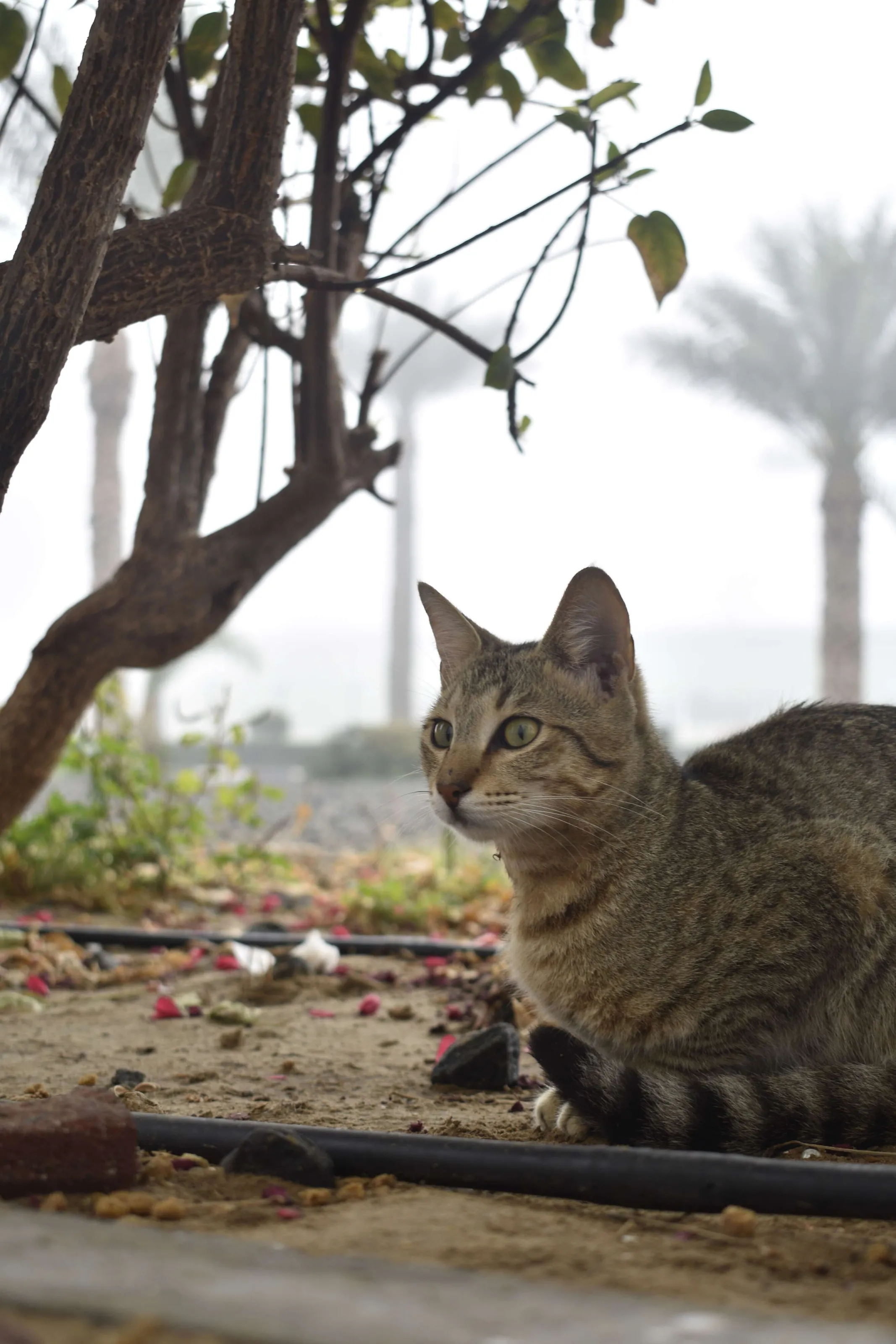 A cat on a foggy morning.