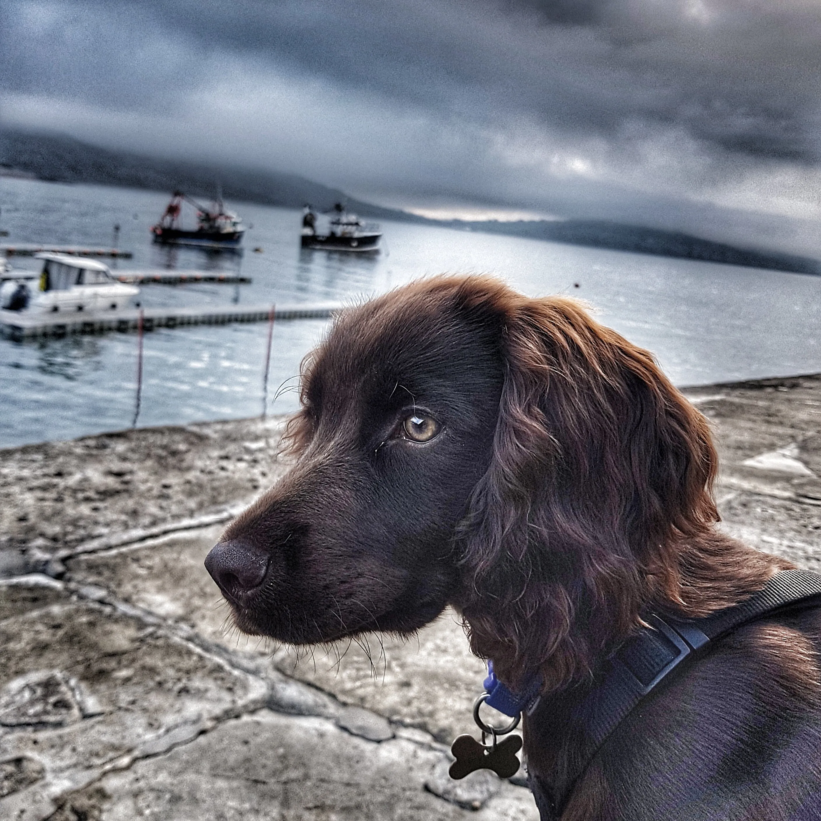 Harry