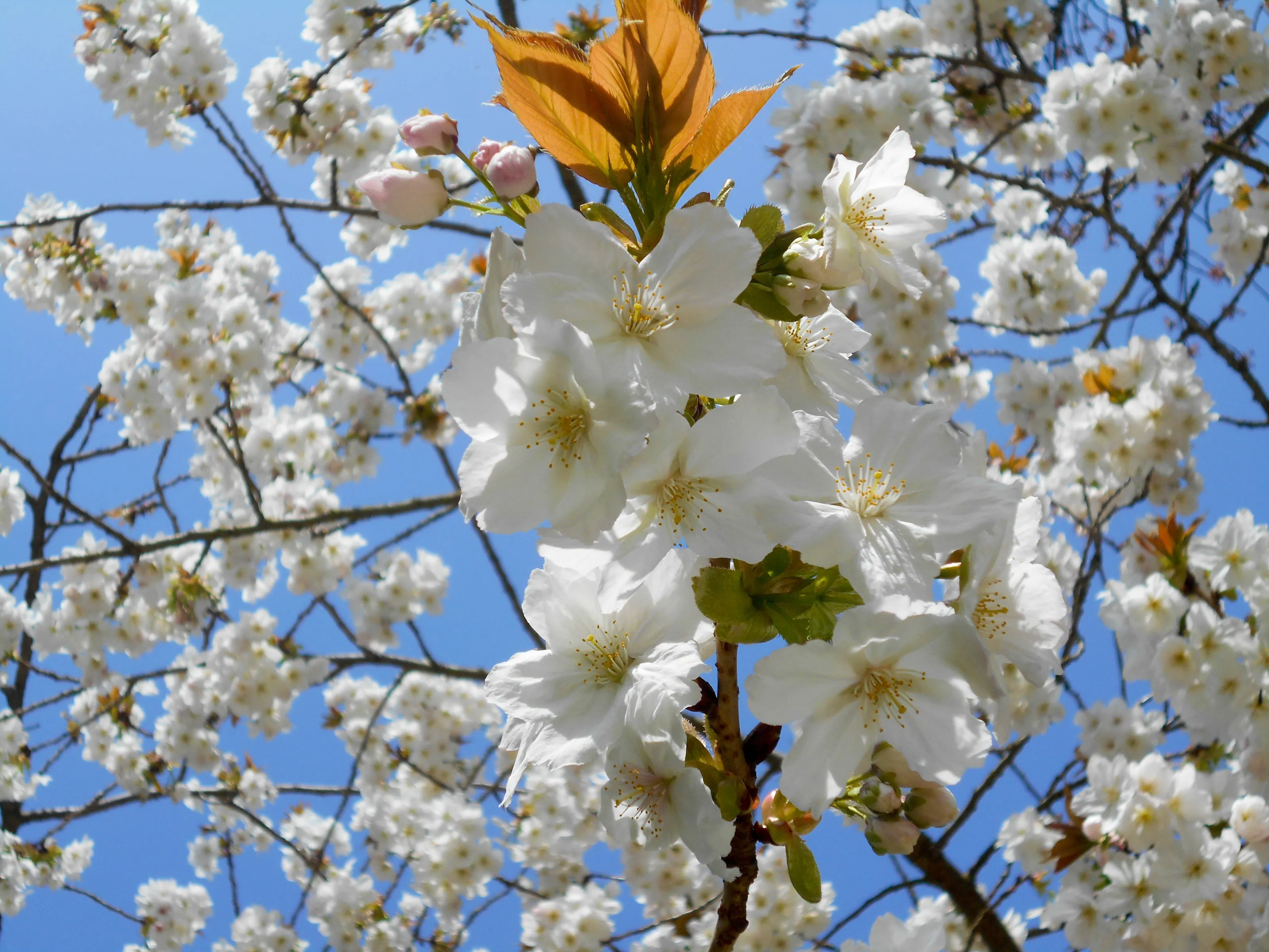 Blooming Flowers