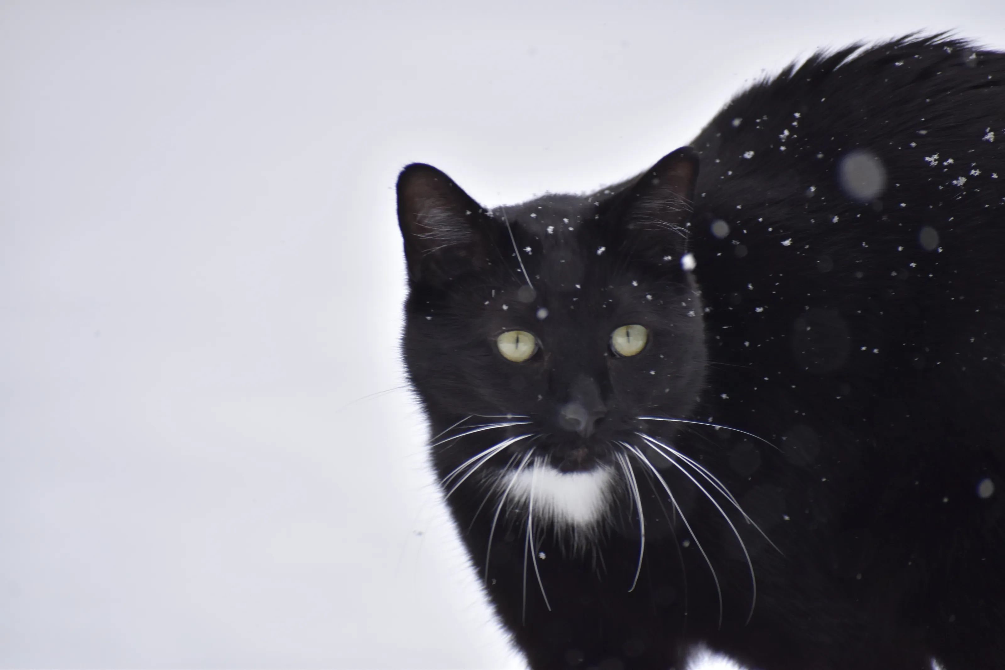 Soul Of A Snow Puma
