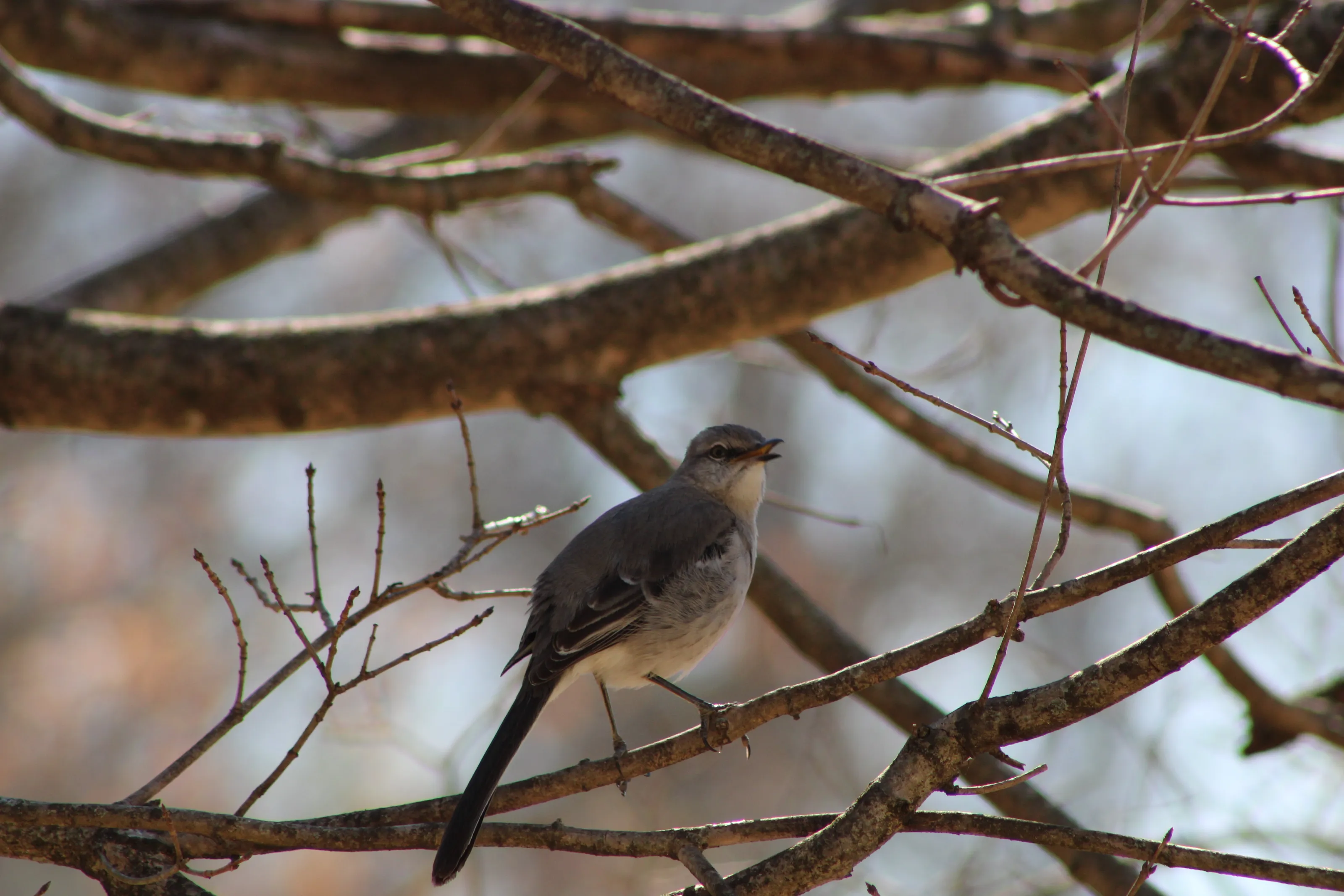 Mockingbird on lookout