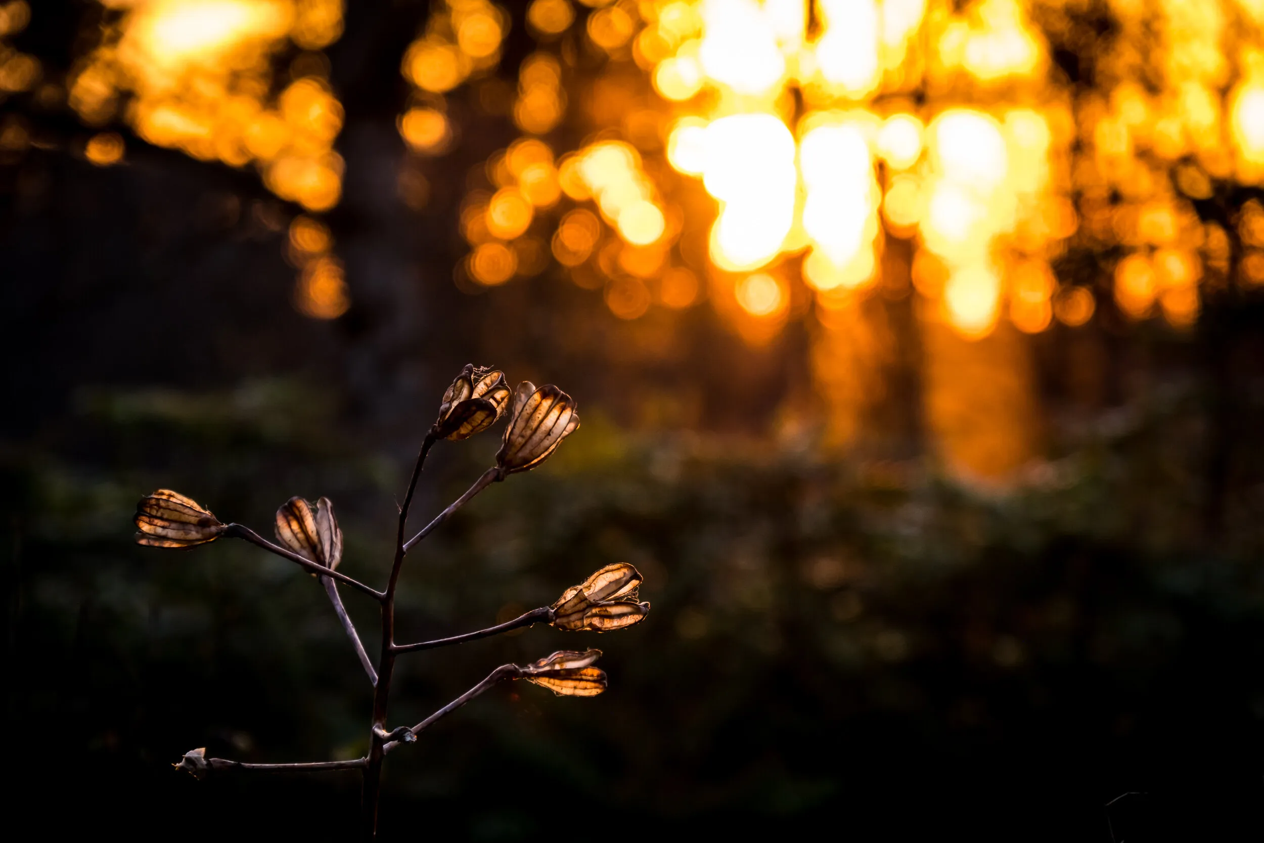 Backlight and Bokeh