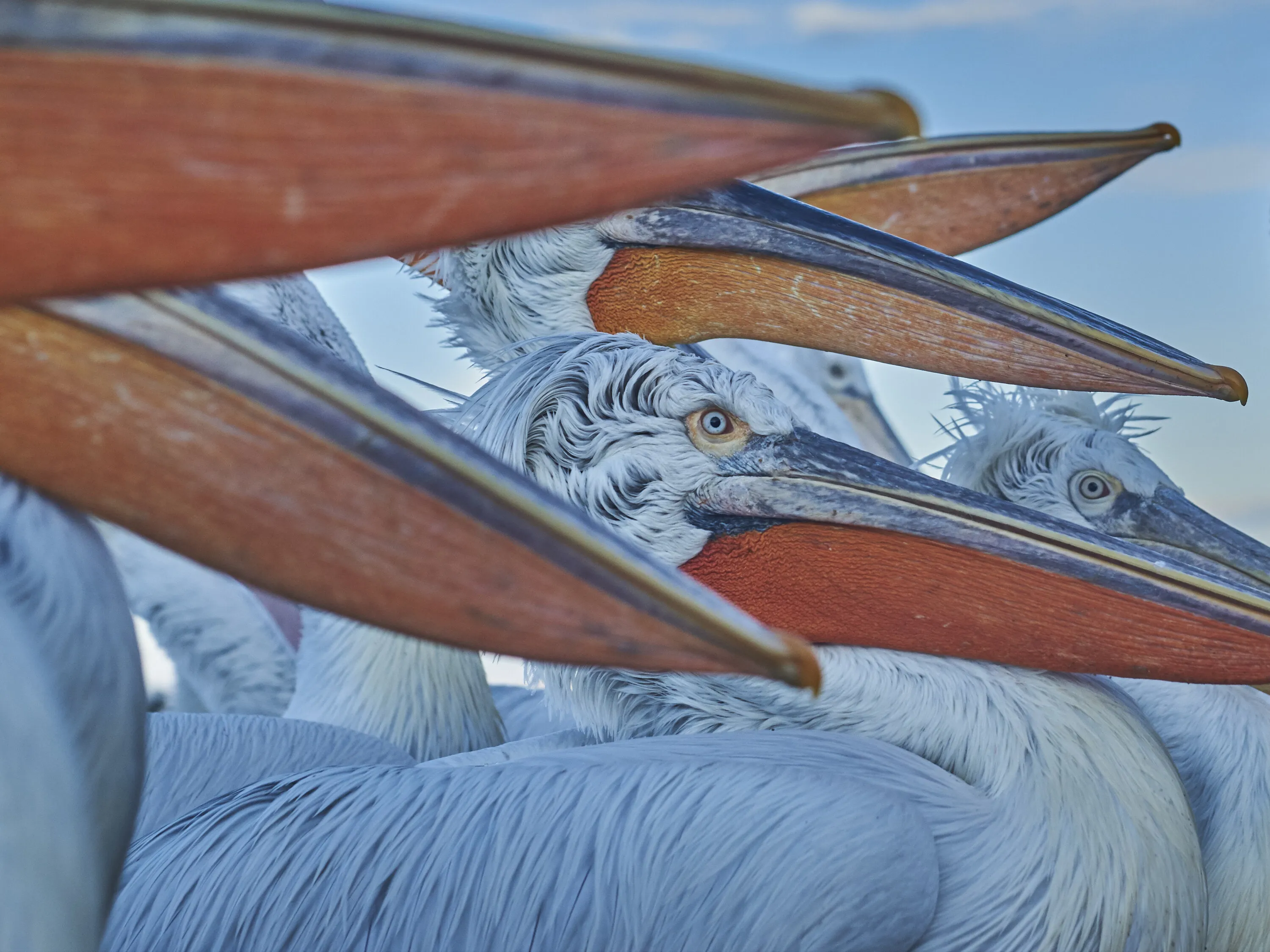 A Squadron of Pelicans