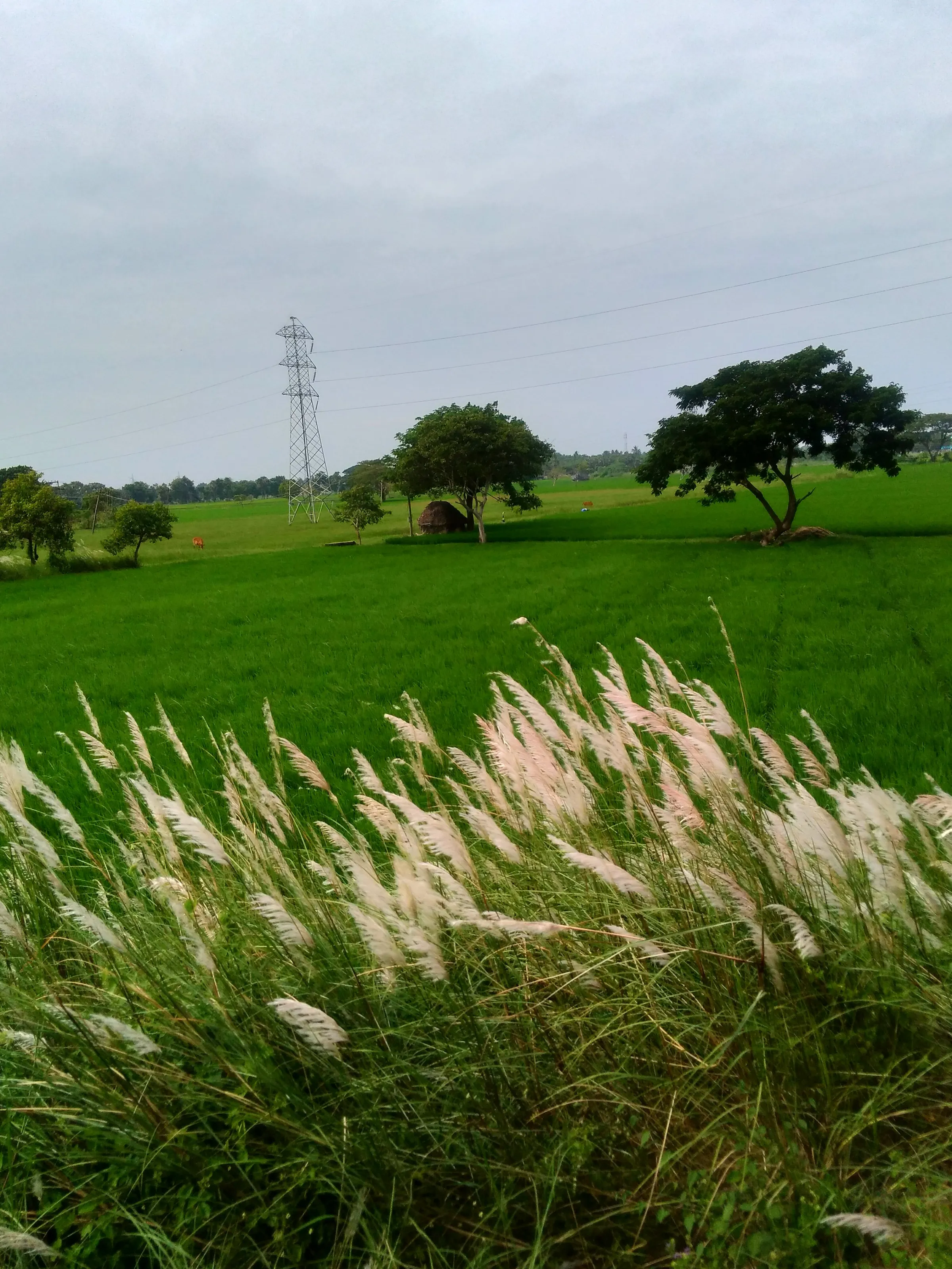 Greeny fields